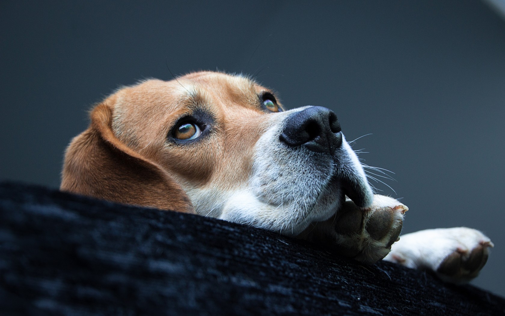 Descarga gratuita de fondo de pantalla para móvil de Beagle, Perros, Animales.