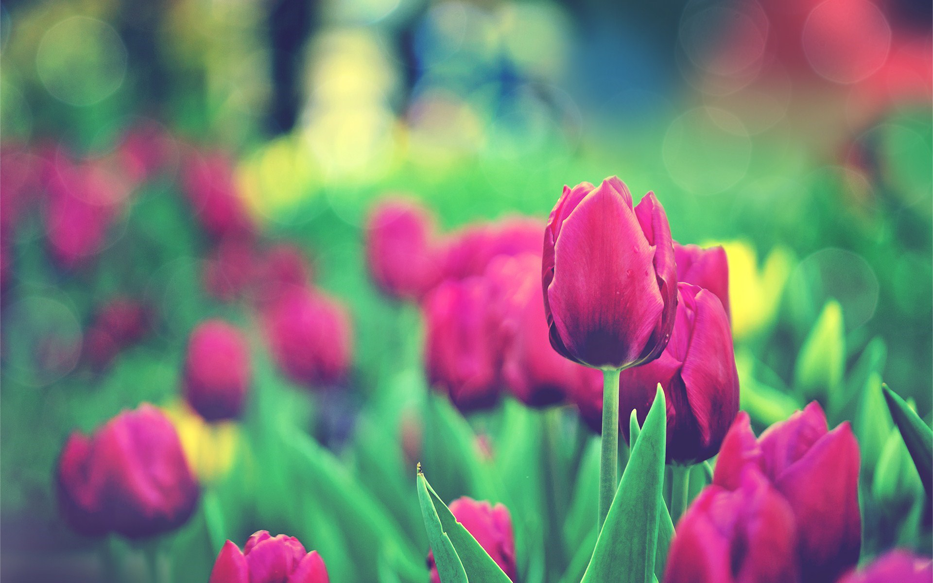 Laden Sie das Natur, Blumen, Blume, Feld, Tulpe, Lila Blume, Erde/natur-Bild kostenlos auf Ihren PC-Desktop herunter