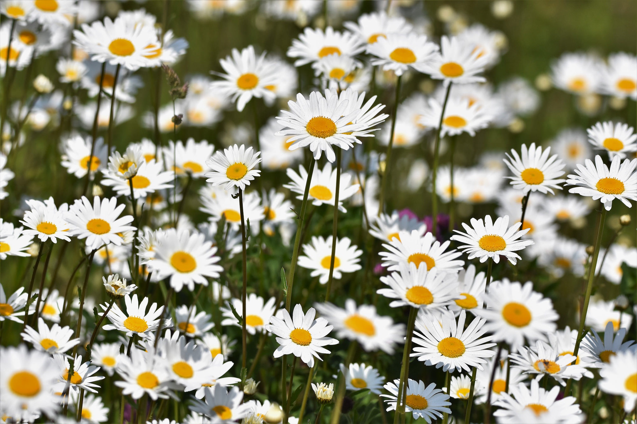 PCデスクトップに自然, カモミール, 花, 地球, 白い花画像を無料でダウンロード