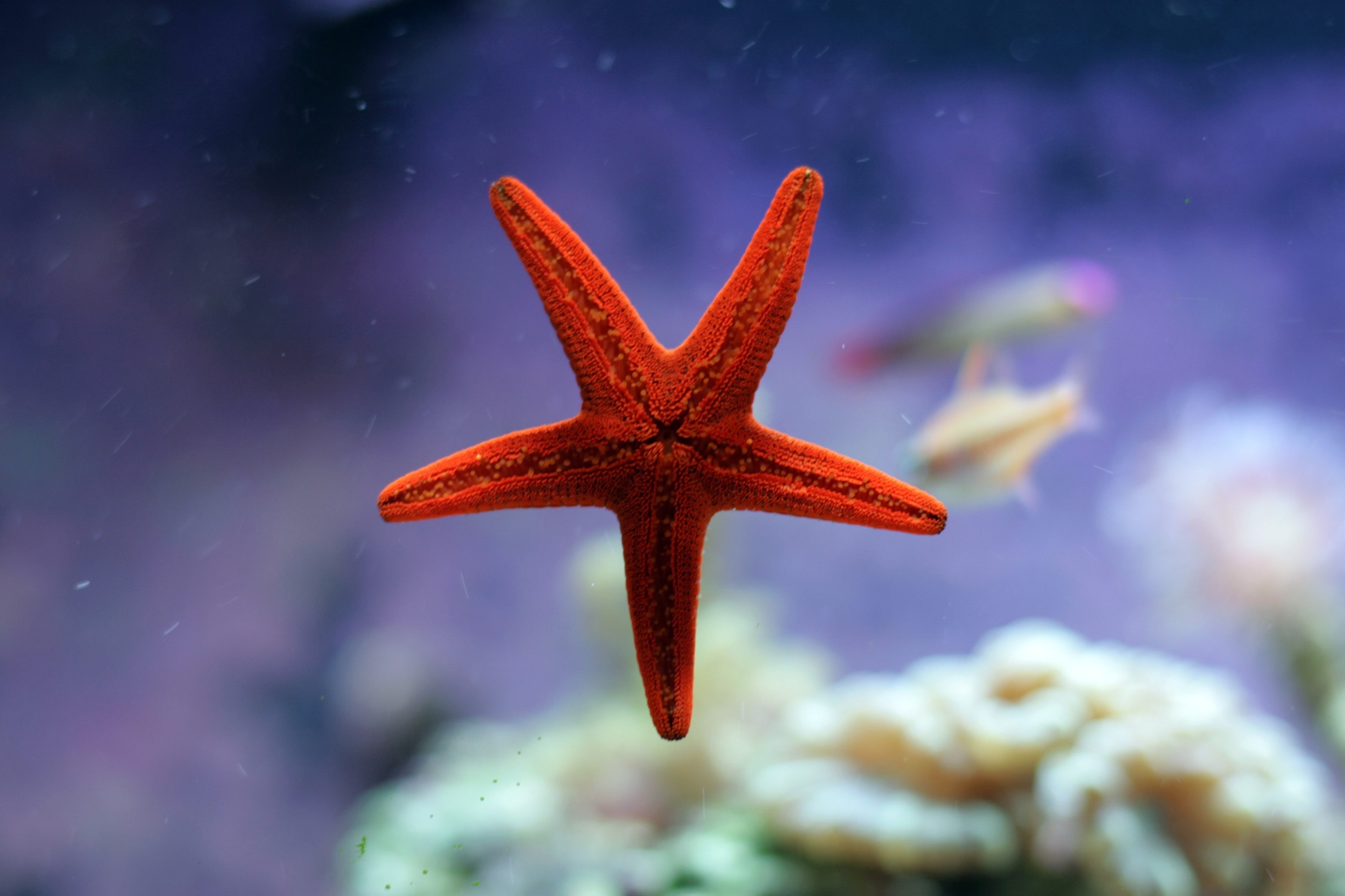 HD wallpaper underwater world, animals, starfish, ocean