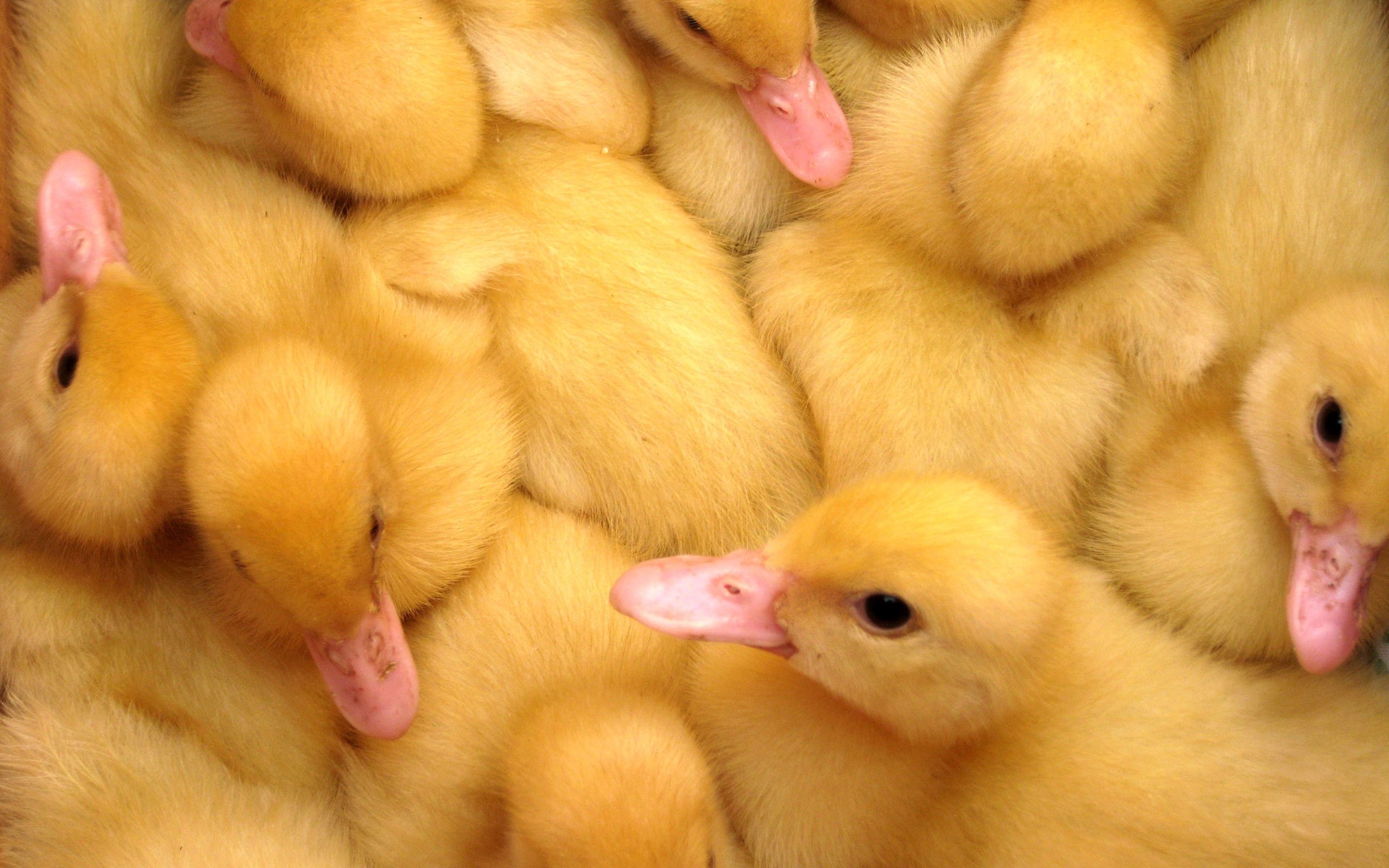 animals, birds, lots of, multitude, ducklings