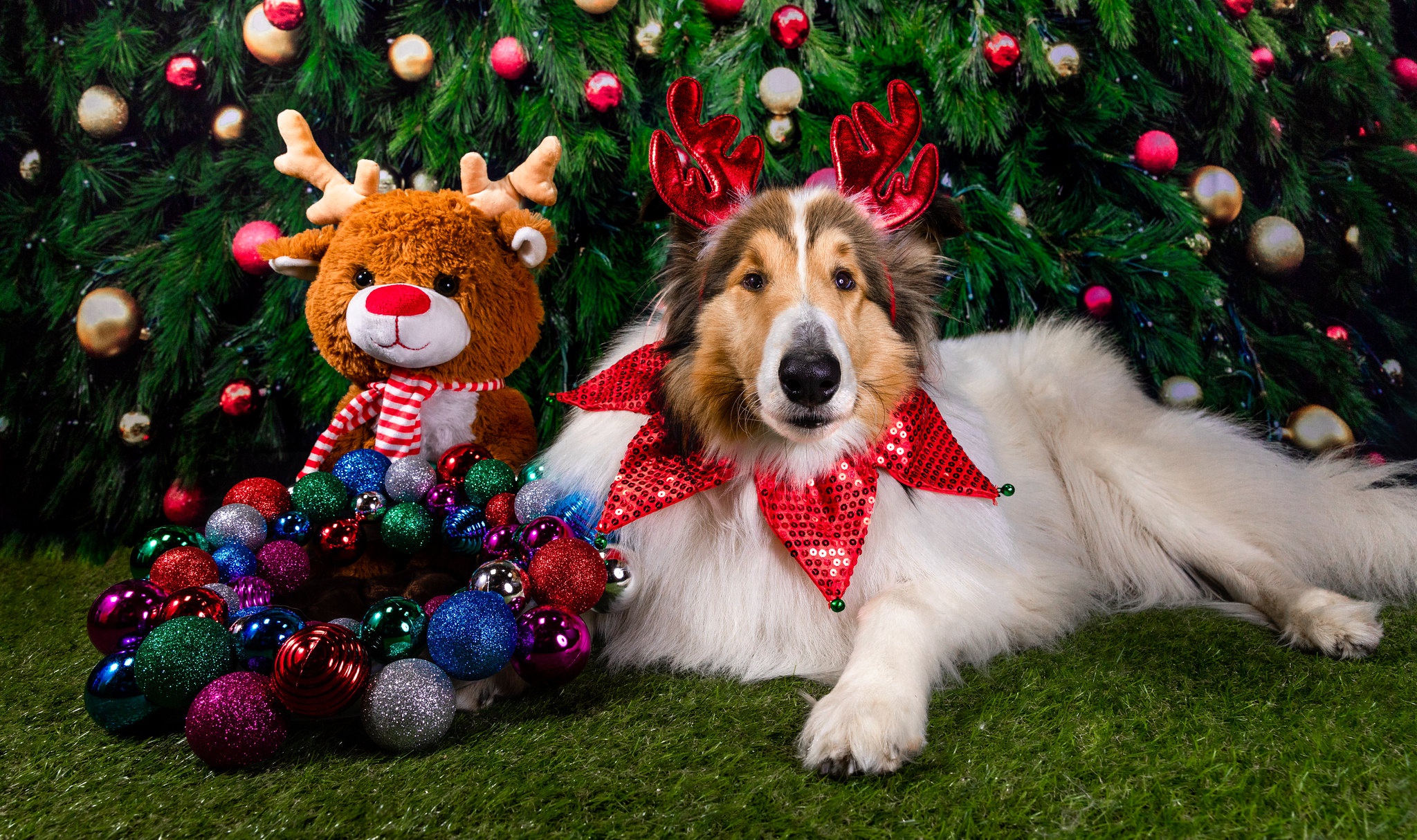 Free download wallpaper Dogs, Dog, Animal, Christmas Ornaments, Stuffed Animal, Rough Collie on your PC desktop