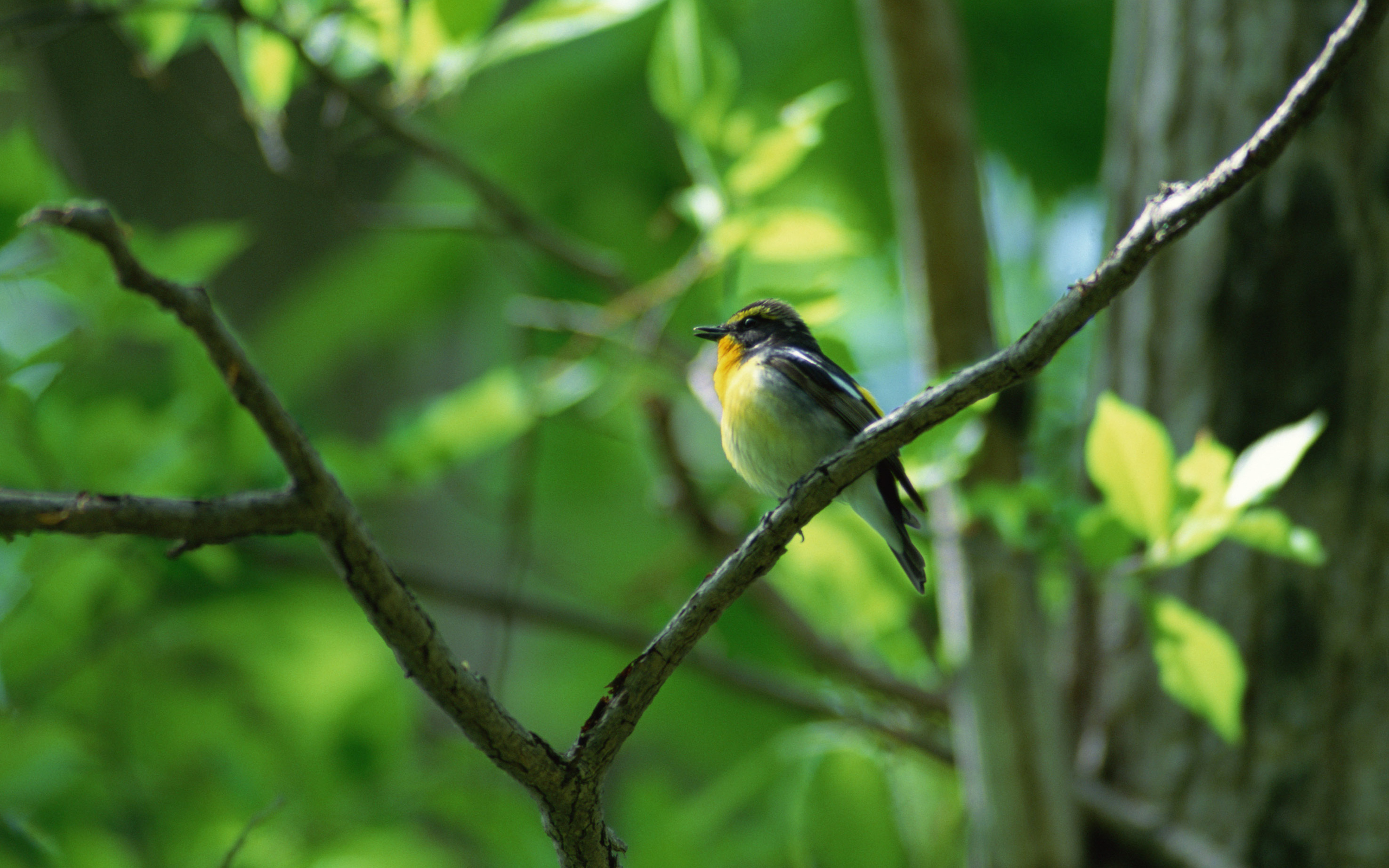 Baixar papel de parede para celular de Pássaro, Aves, Animais gratuito.