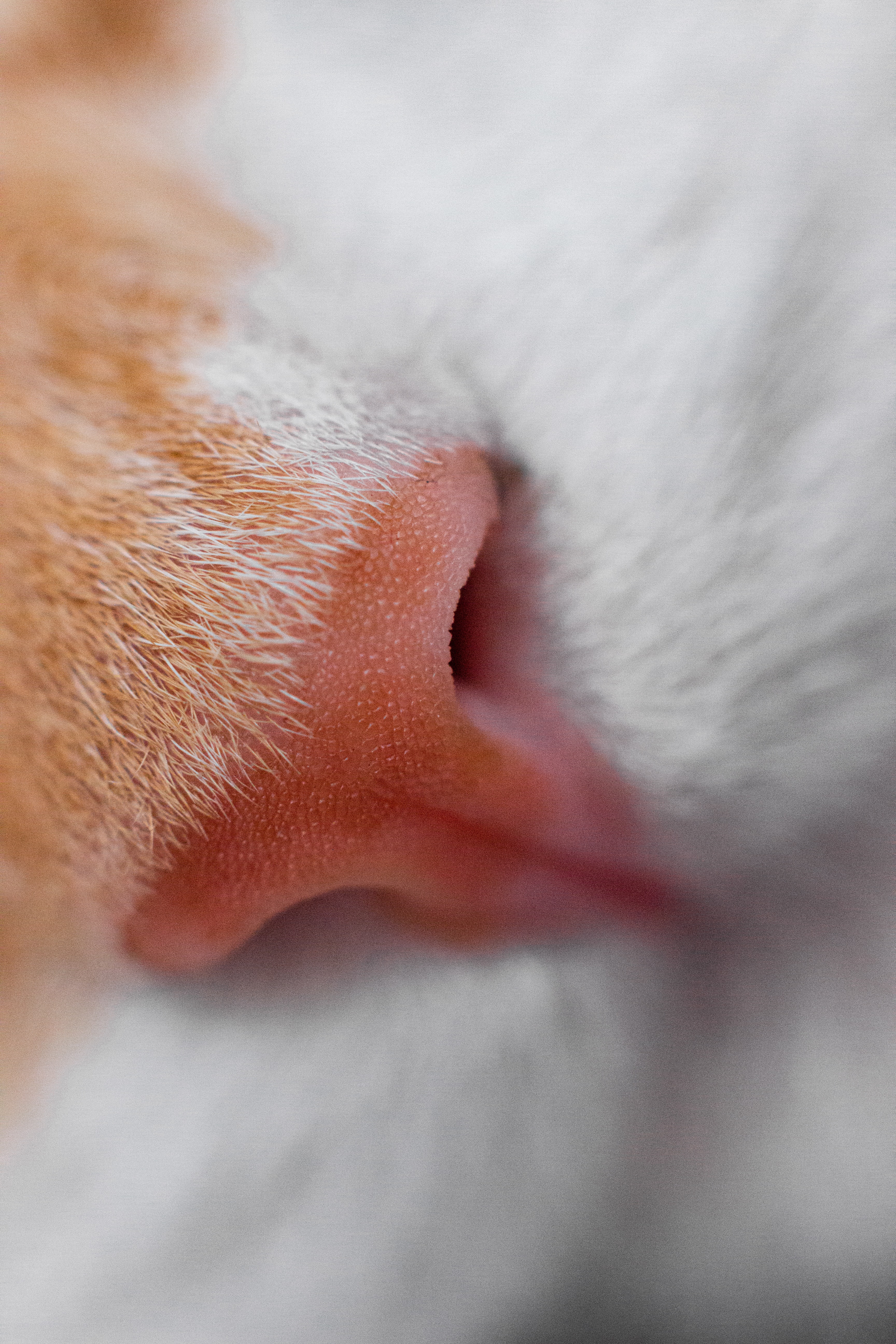 Free download wallpaper Nose, Macro, Close Up, Cat on your PC desktop