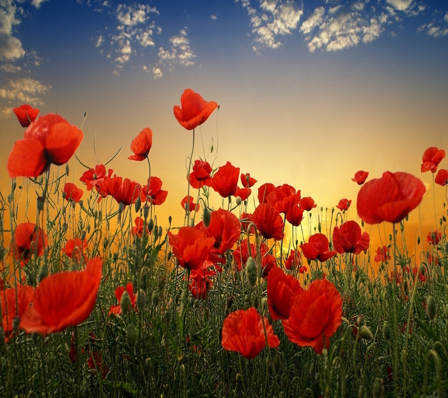 Free download wallpaper Flowers, Earth, Poppy on your PC desktop