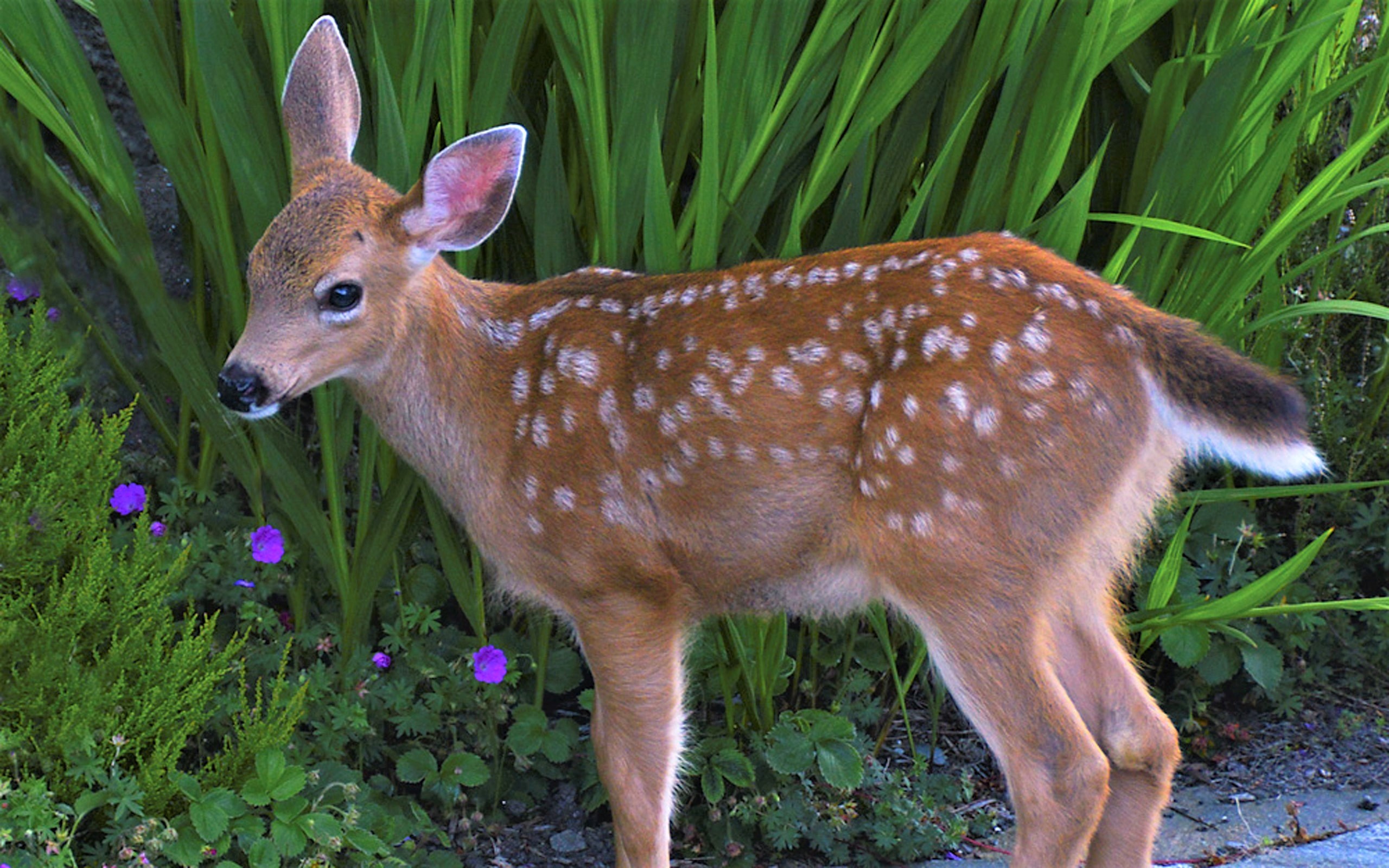 Free download wallpaper Animal, Fawn, Deer on your PC desktop
