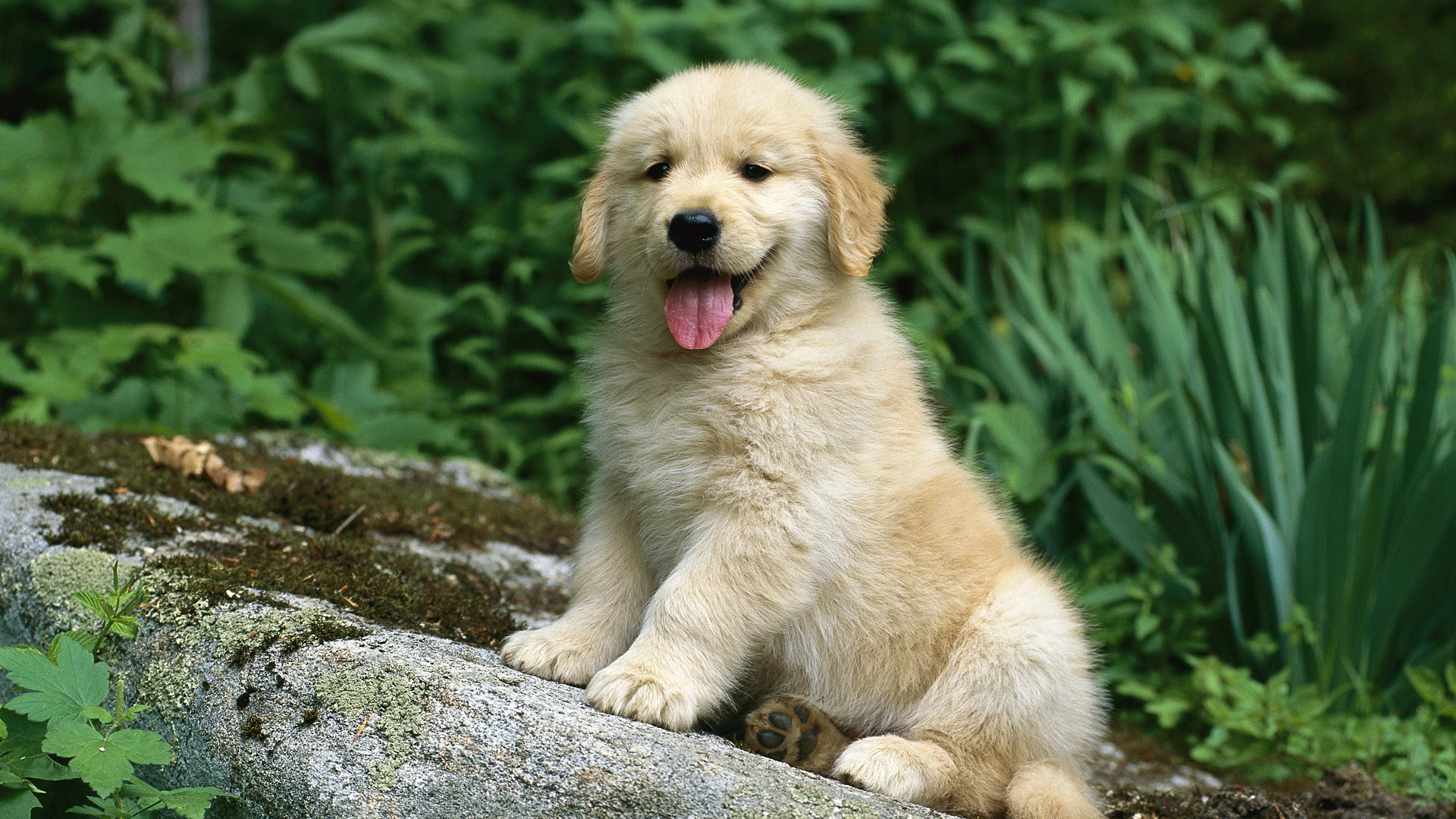 Download mobile wallpaper Animal, Puppy, Golden Retriever for free.