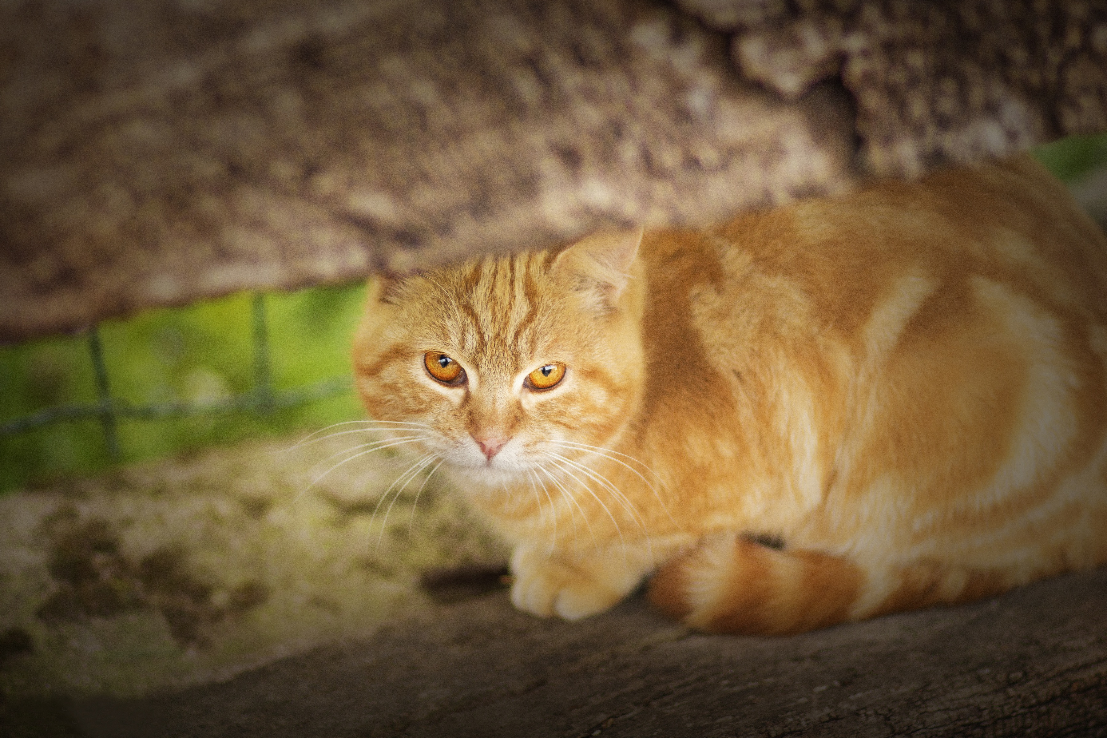 Handy-Wallpaper Tiere, Katzen, Katze, Starren kostenlos herunterladen.