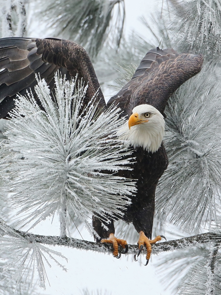 Download mobile wallpaper Winter, Birds, Bird, Branch, Animal, Eagle, Frozen, Bald Eagle for free.