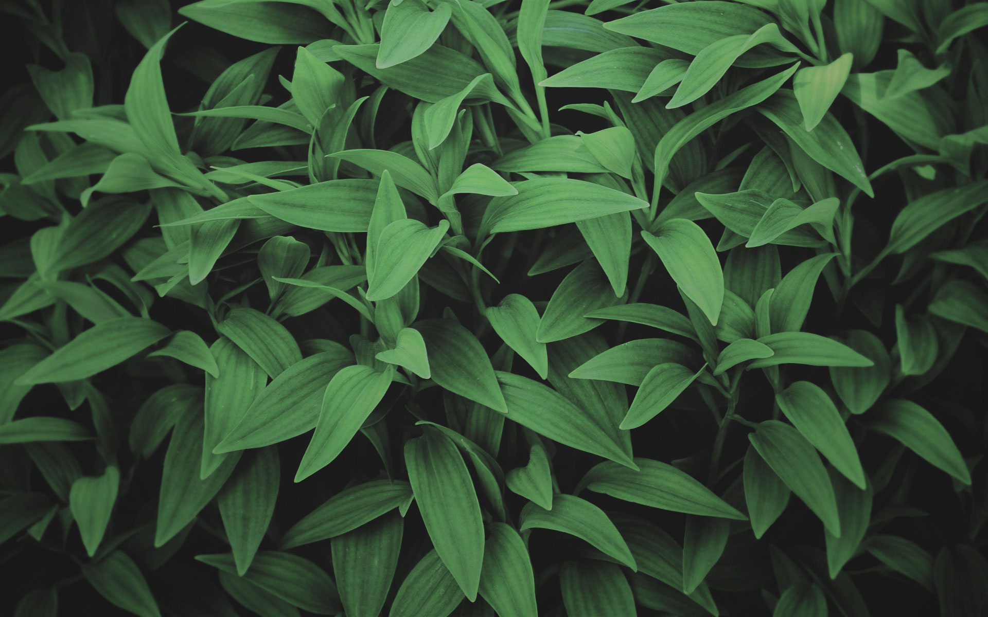 Free download wallpaper Plant, Leaf, Earth on your PC desktop