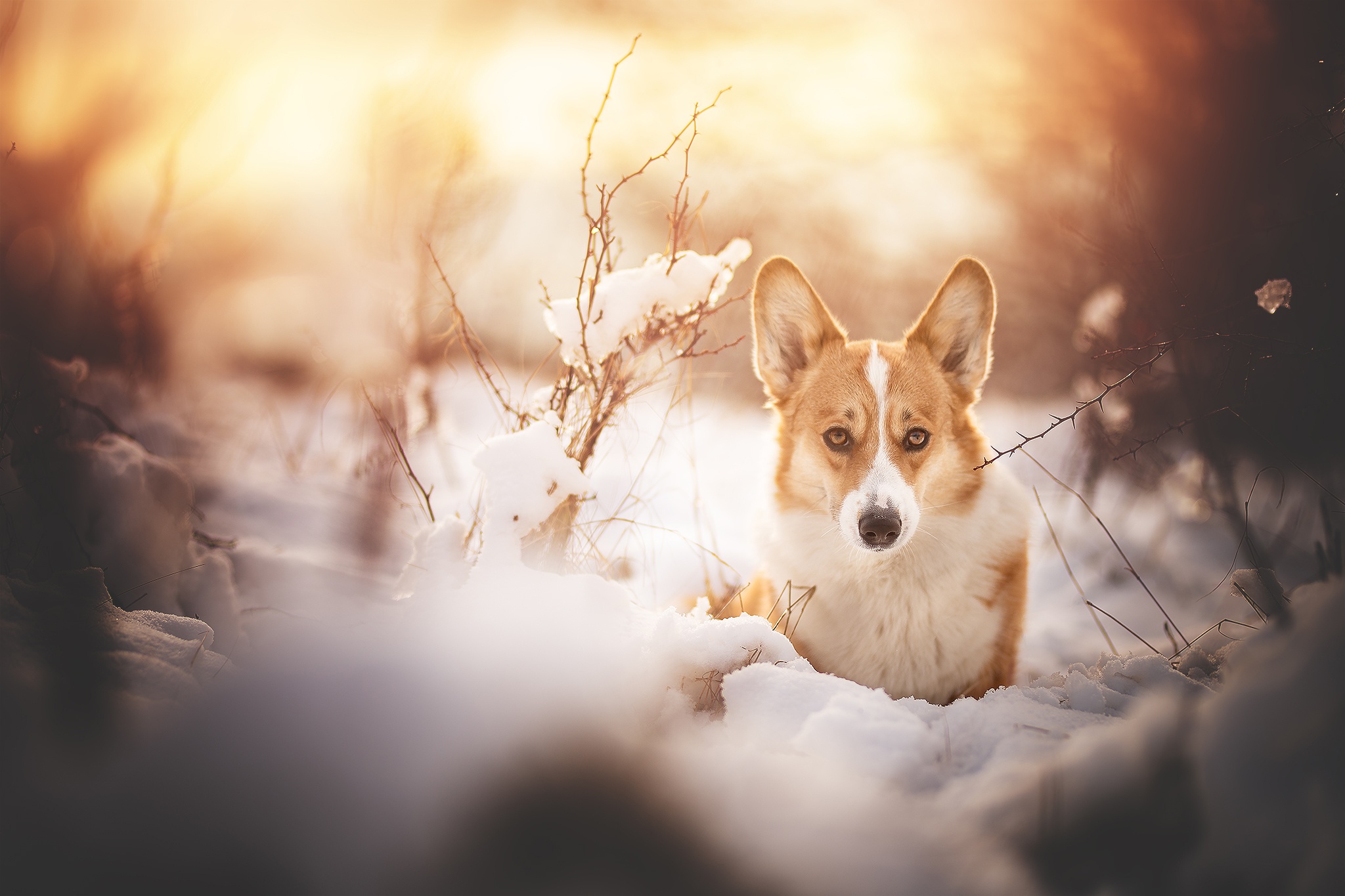 Laden Sie das Tiere, Winter, Hunde, Schnee, Hund, Corgi-Bild kostenlos auf Ihren PC-Desktop herunter