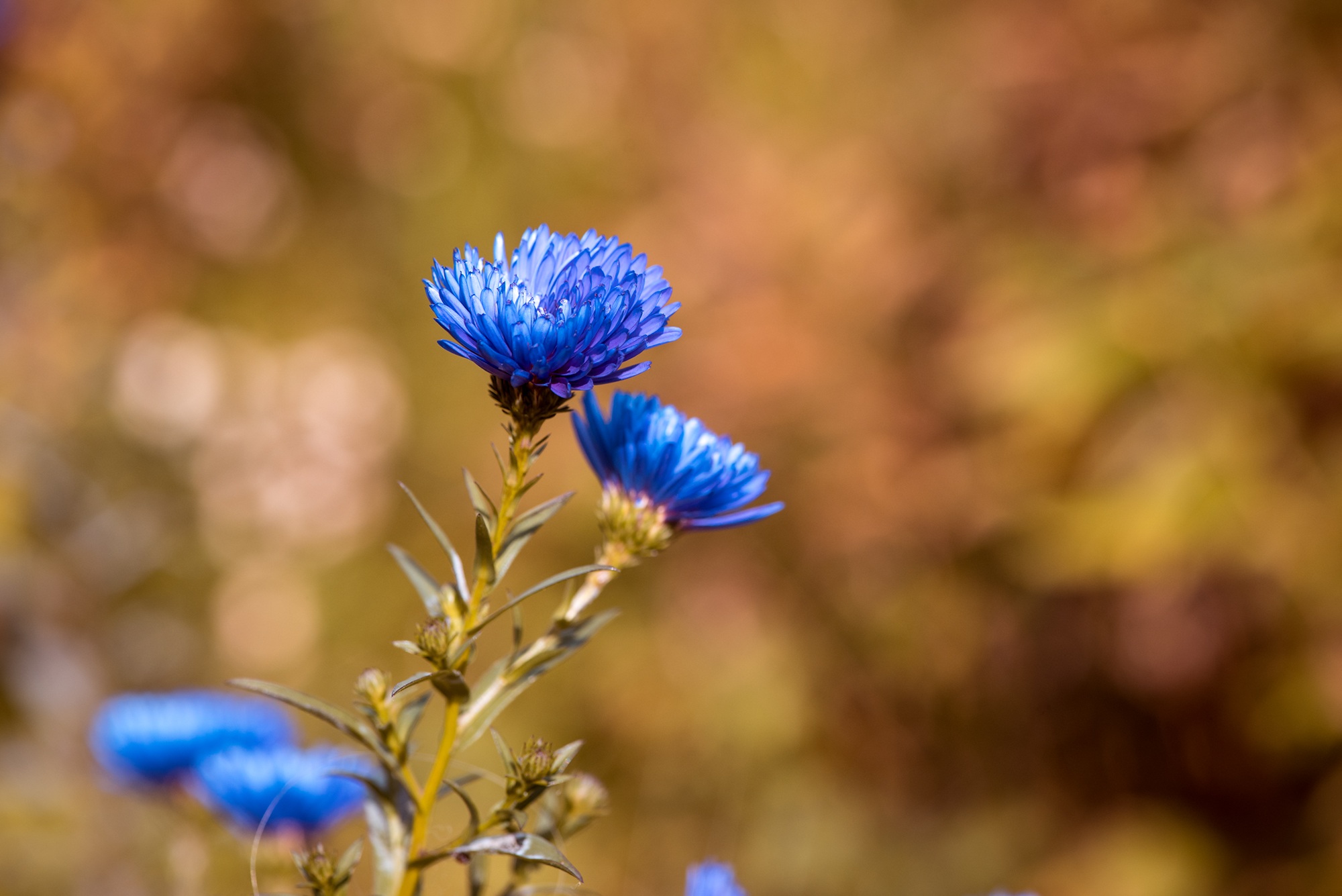 Free download wallpaper Nature, Flowers, Flower, Plant, Blur, Earth, Daisy, Blue Flower on your PC desktop
