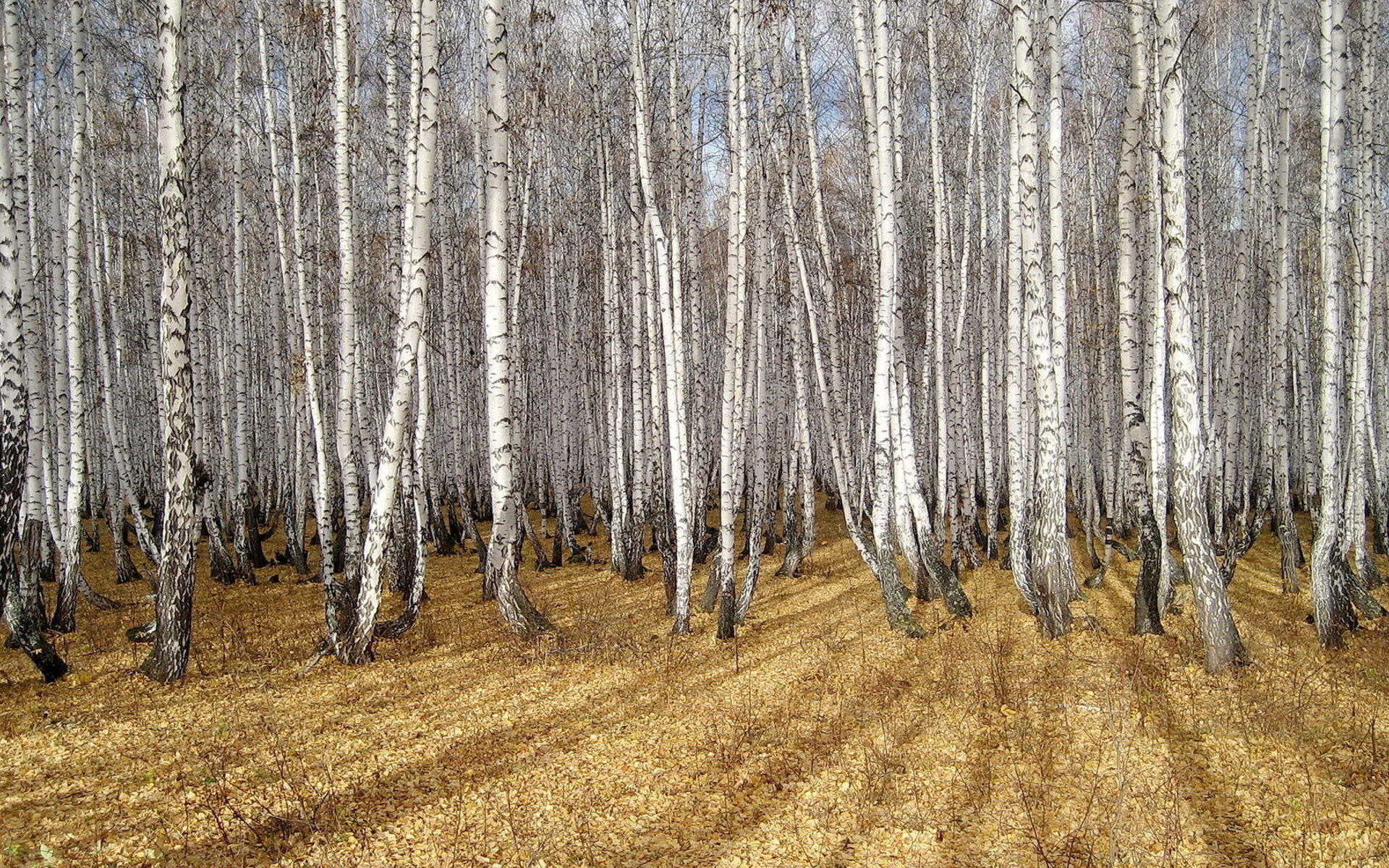 Осенний Березовый Лес Картинки