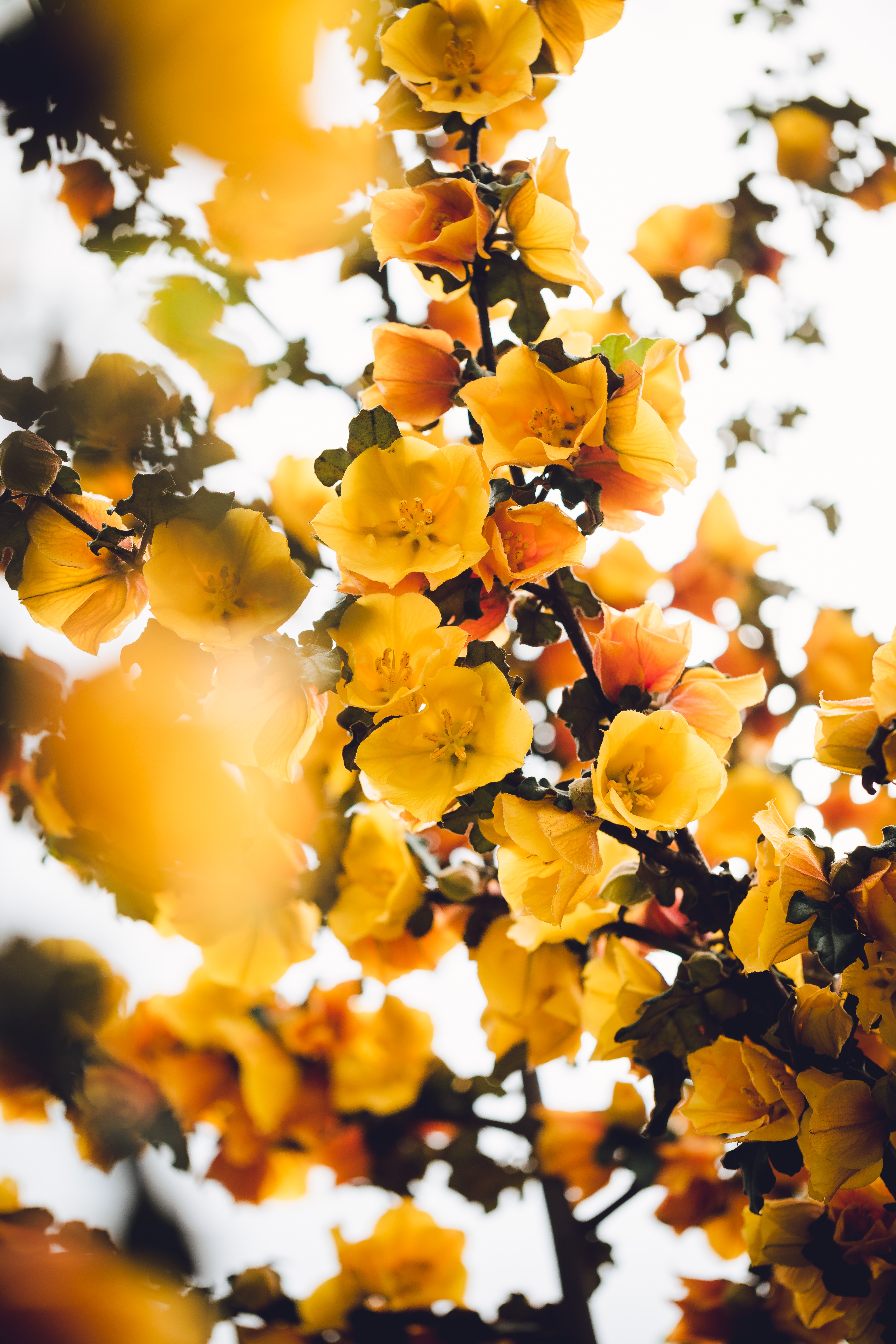 75150 завантажити картинку квіти, жовтий, рослина, кущ, гілка, цвіте, розквітає - шпалери і заставки безкоштовно