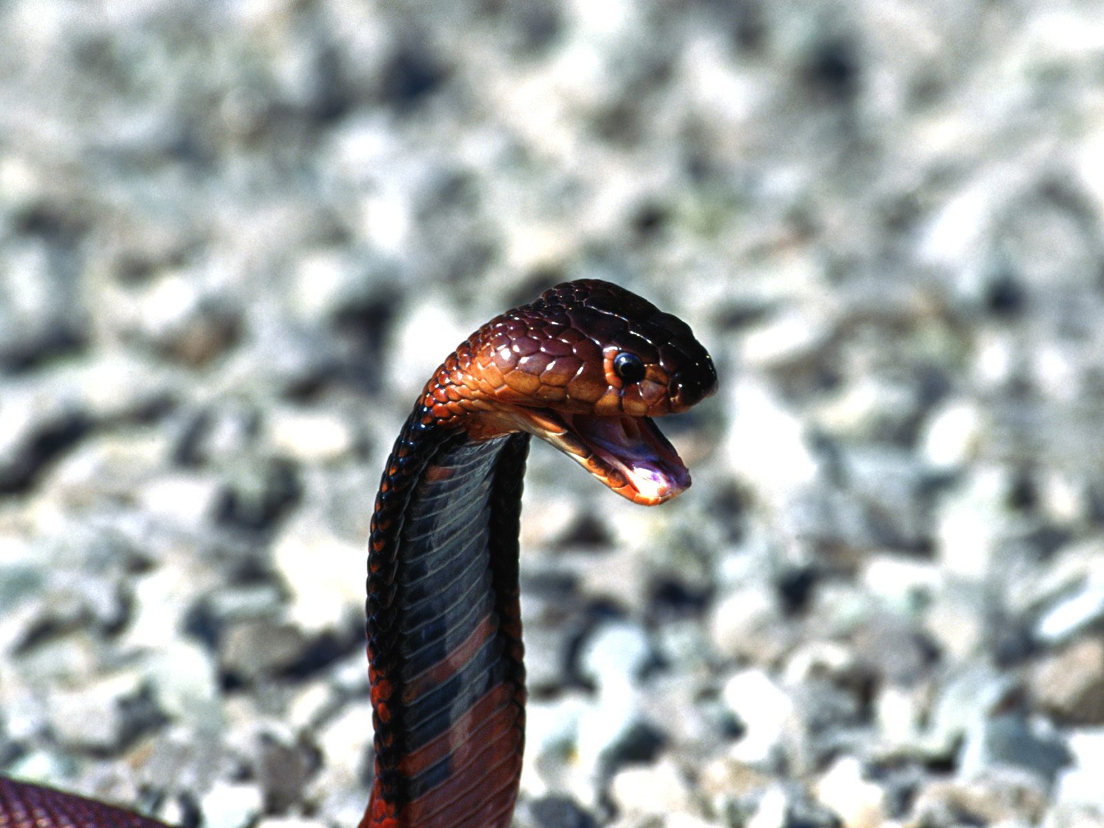 Baixe gratuitamente a imagem Animais, Cobra, Répteis na área de trabalho do seu PC