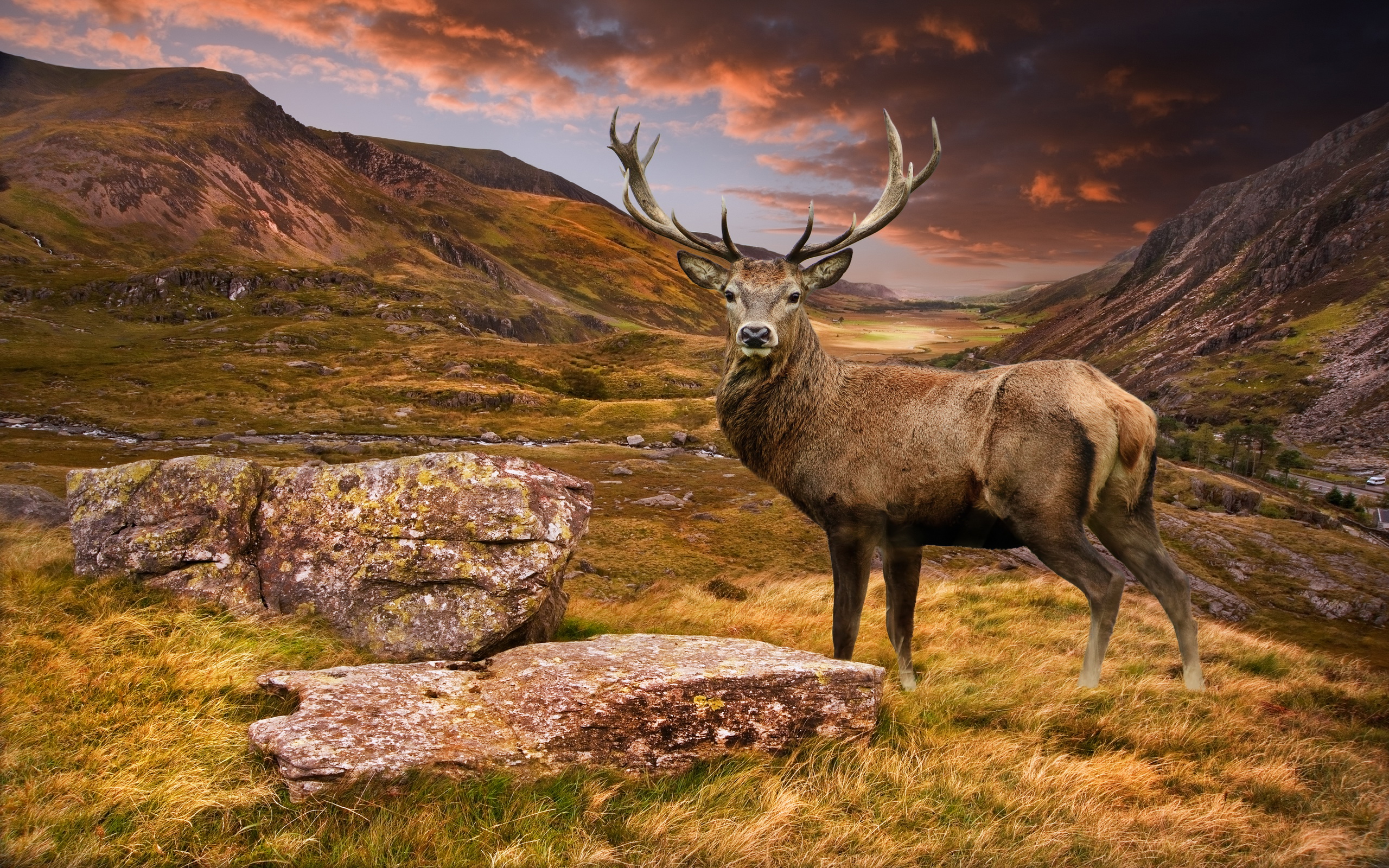 Download mobile wallpaper Landscape, Animal, Deer, Stare for free.
