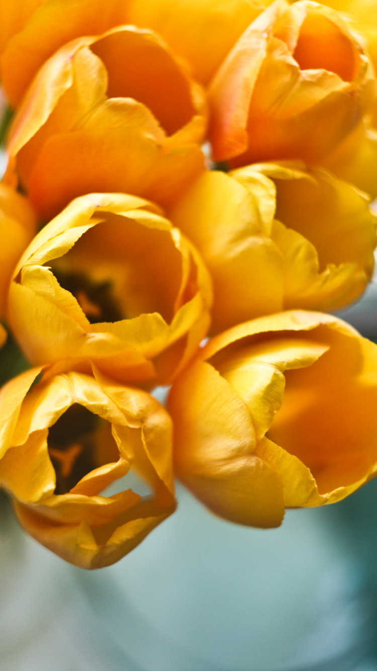 Descarga gratuita de fondo de pantalla para móvil de Flores, Tulipán, Tierra/naturaleza.