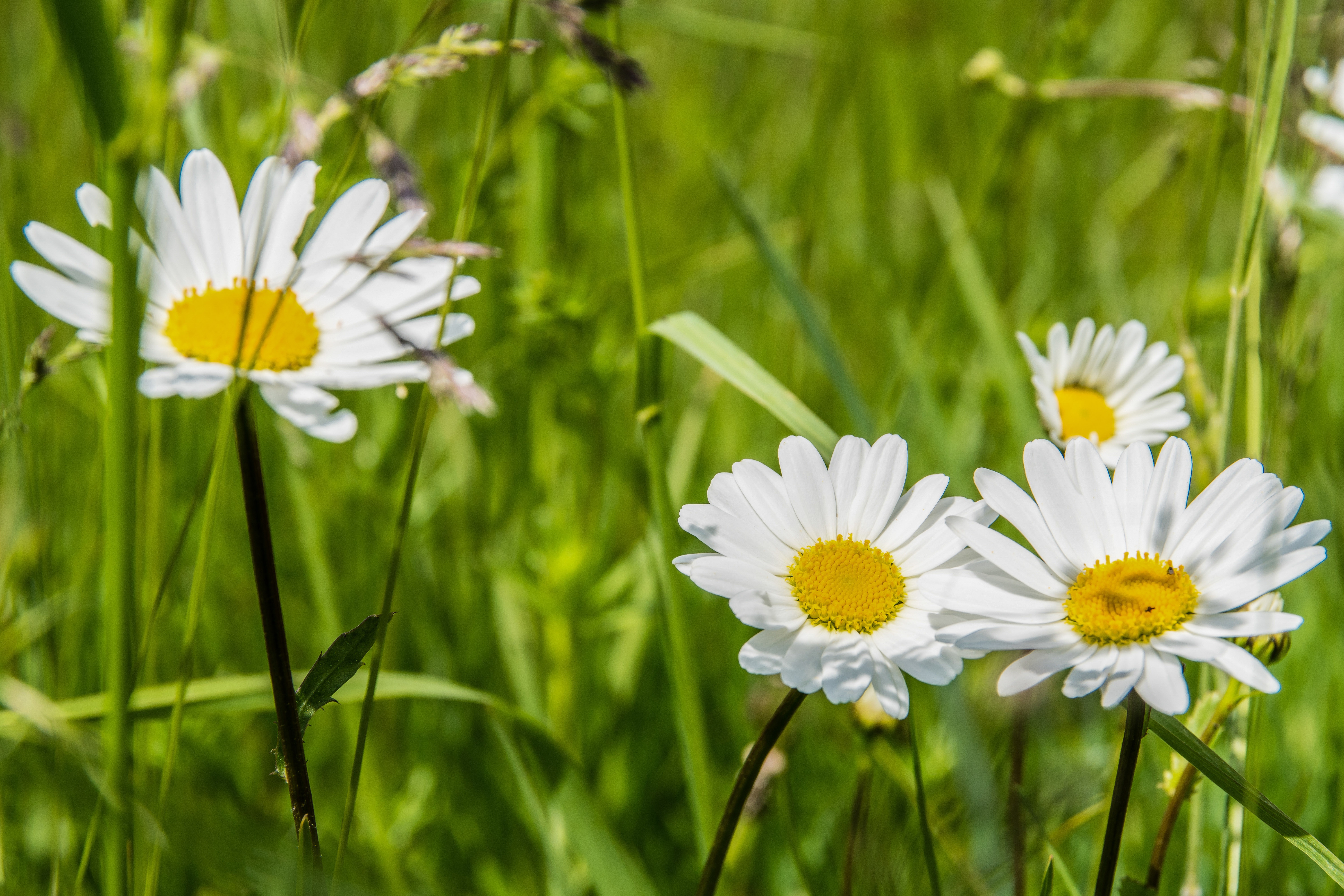 earth, camomile, flower, nature, white flower, flowers