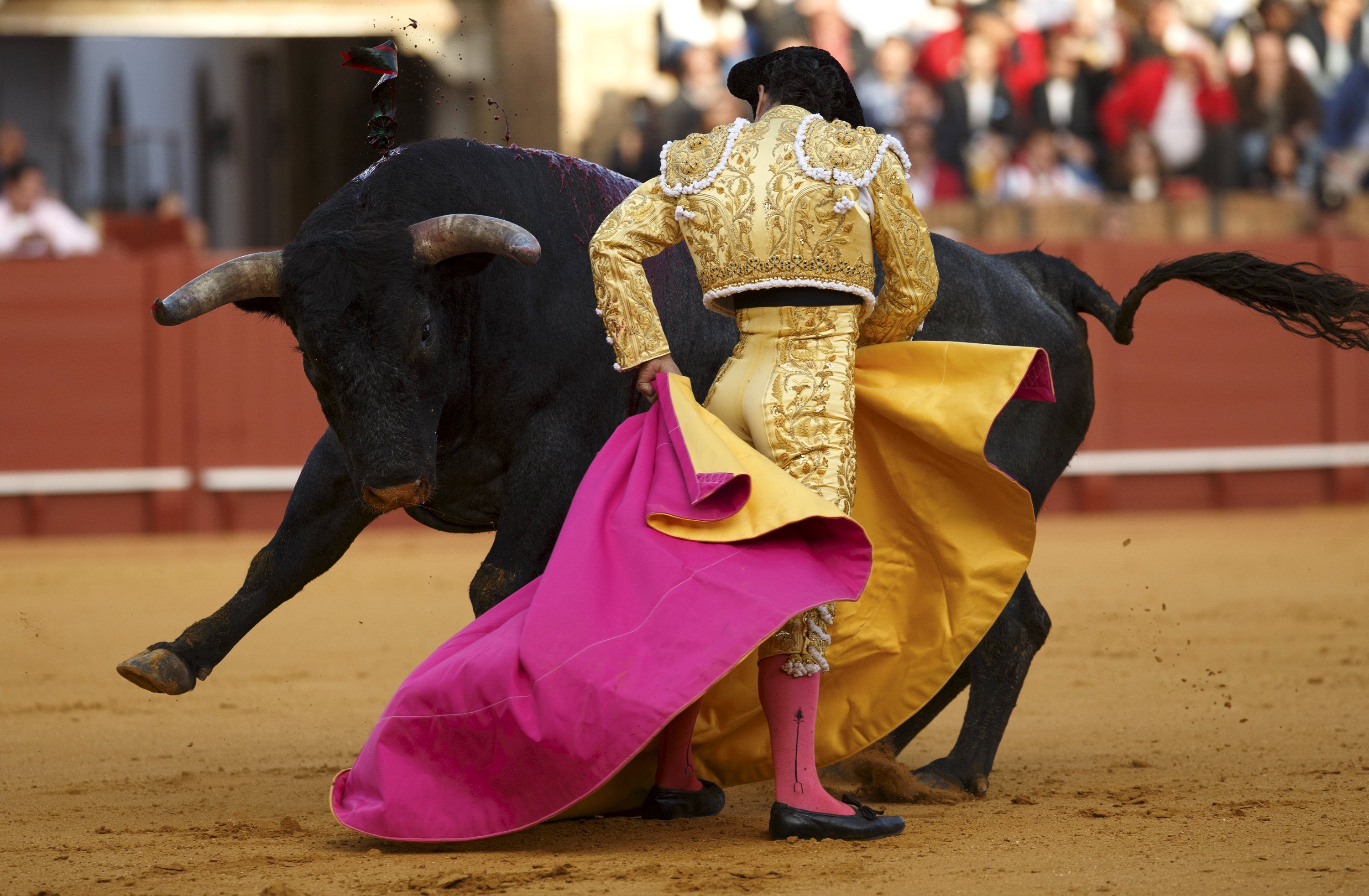 sports, bullfighting