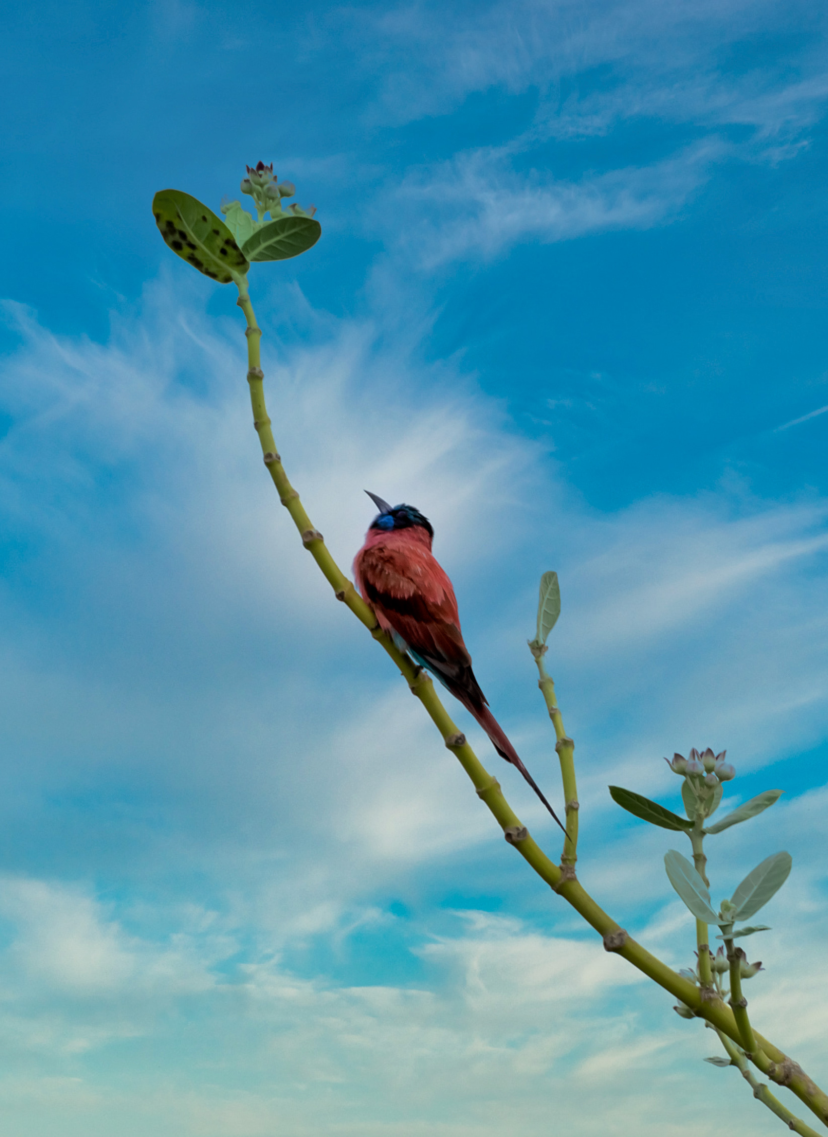 Download mobile wallpaper Animals, Branch, Beak, Bird, Feather for free.