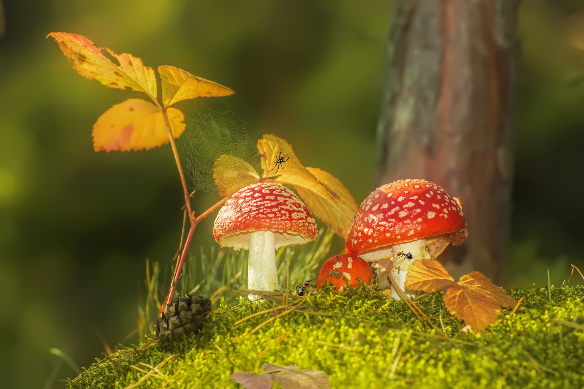 Download mobile wallpaper Nature, Close Up, Fall, Earth, Mushroom for free.