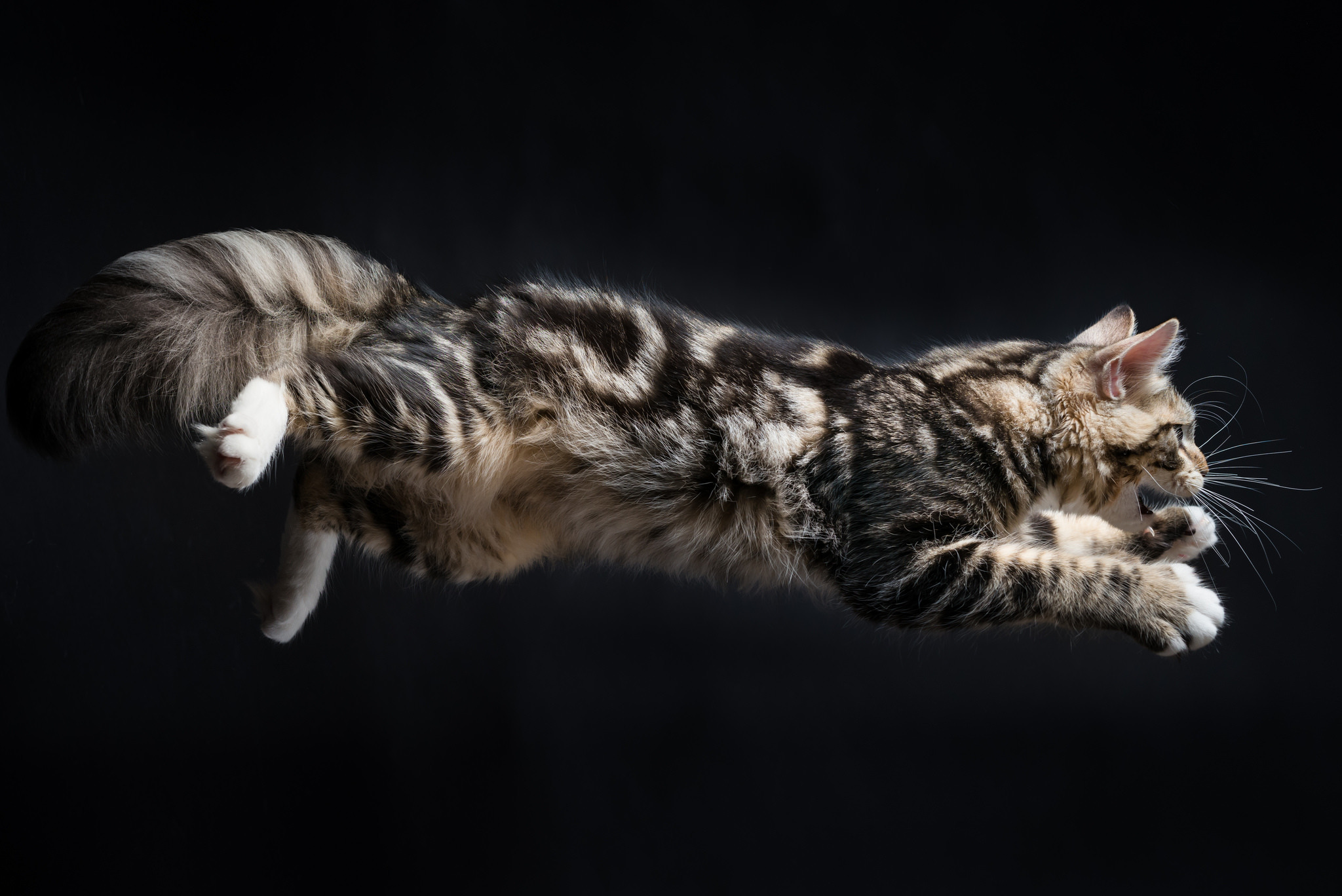 Download mobile wallpaper Cats, Cat, Animal, Jump for free.