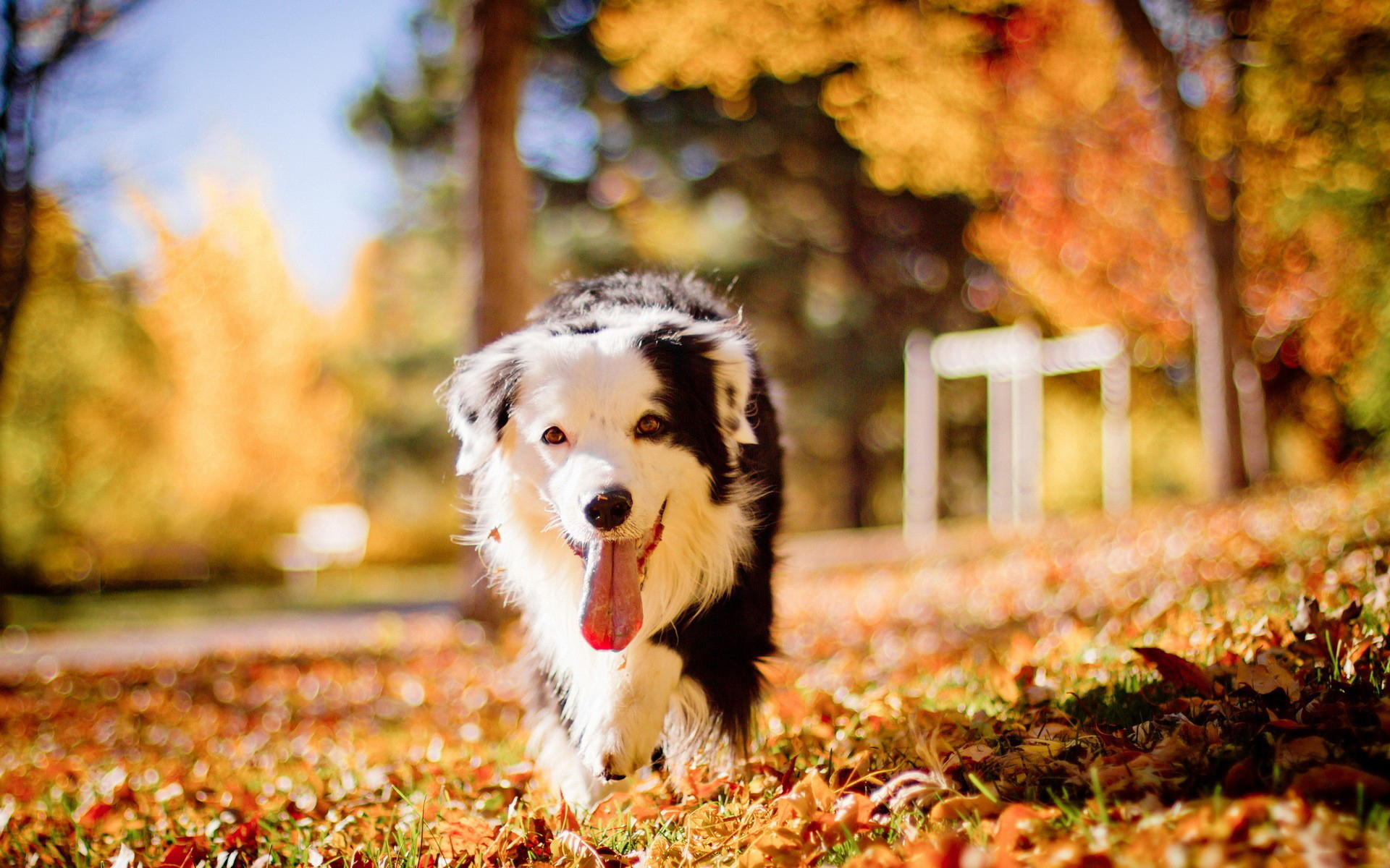 PCデスクトップに犬, 動物画像を無料でダウンロード