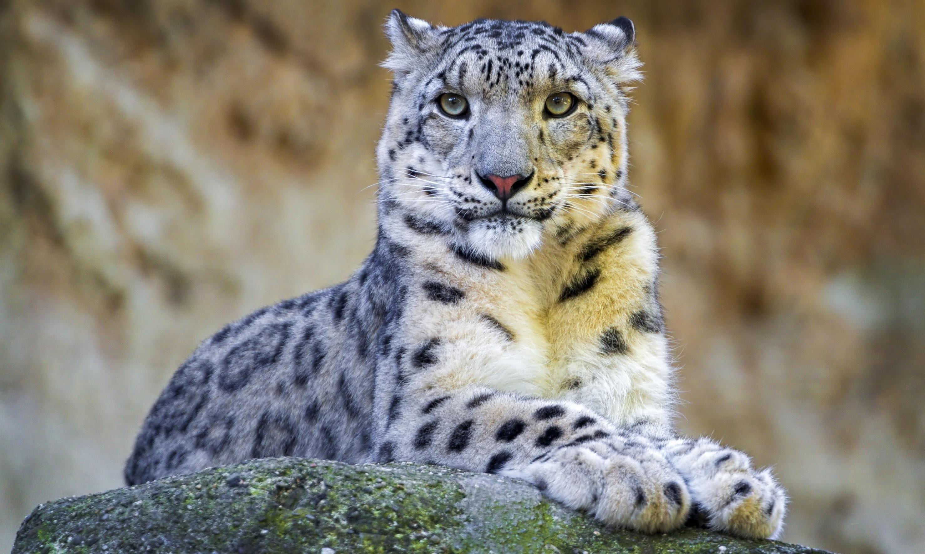 Free download wallpaper Cats, Snow Leopard, Animal on your PC desktop