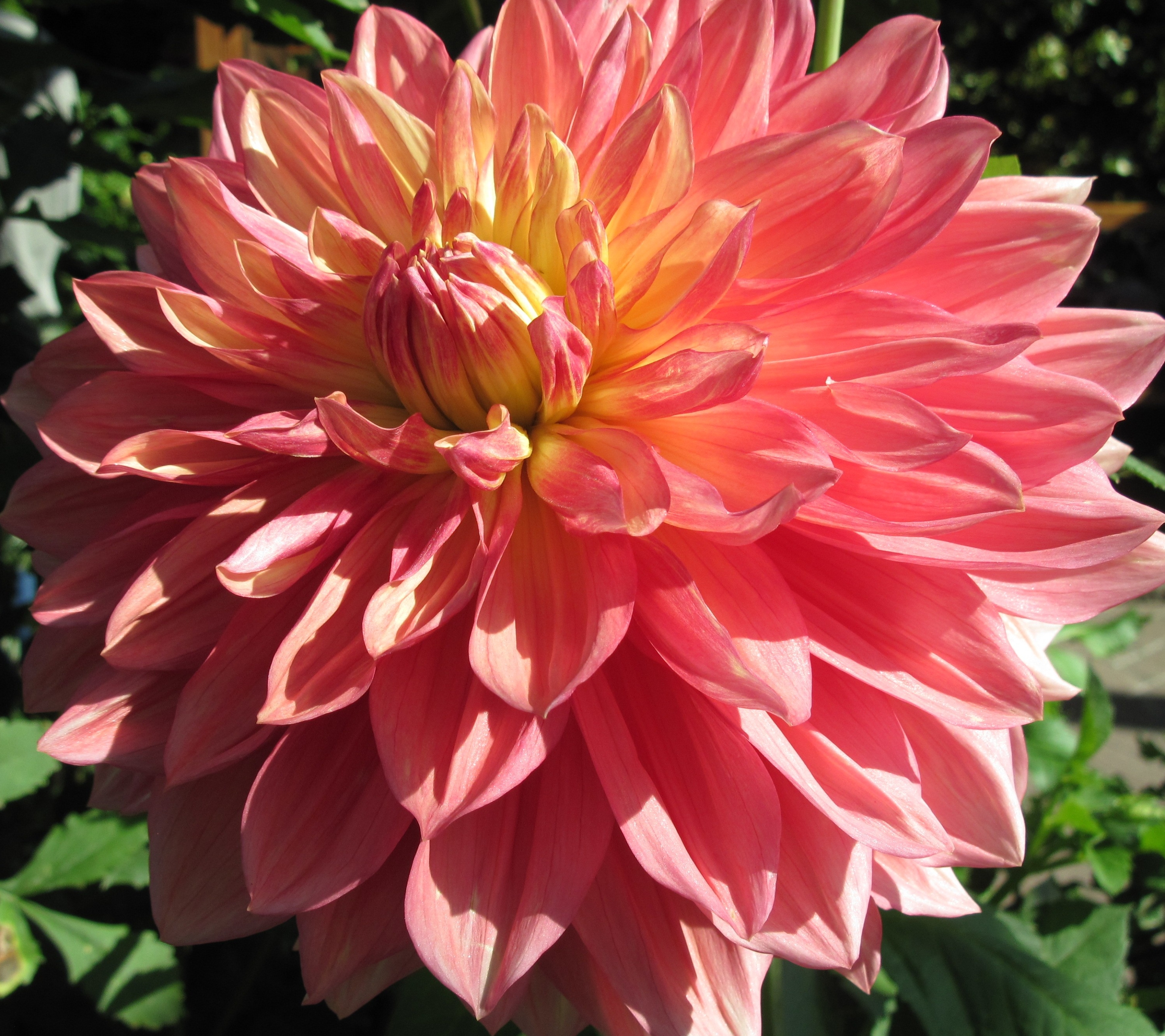 Laden Sie das Blumen, Nahansicht, Dahlien, Erde/natur, Pinke Blume-Bild kostenlos auf Ihren PC-Desktop herunter