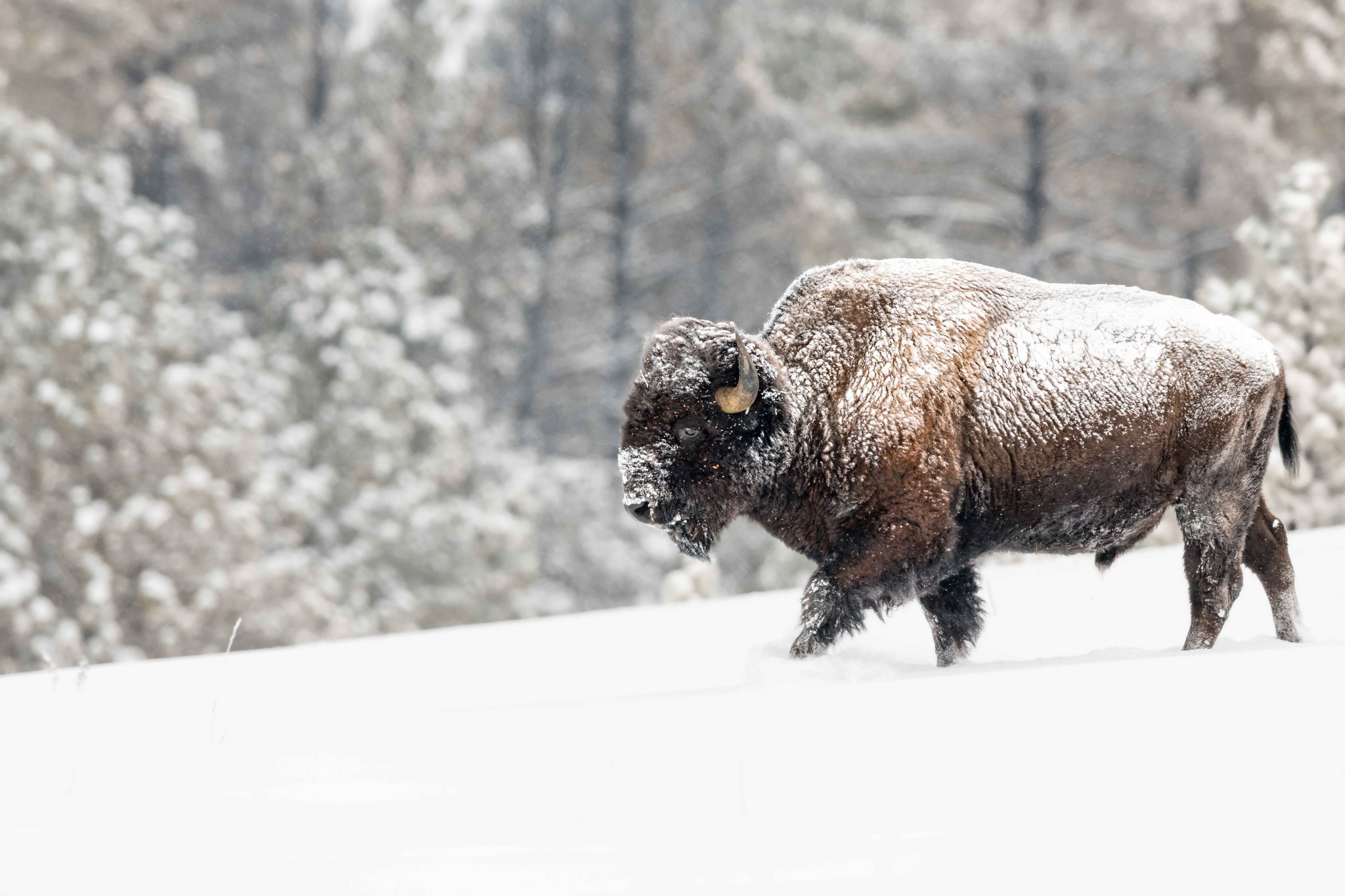 Скачать обои бесплатно Животные, Зима, Снег, Американский Бизон картинка на рабочий стол ПК