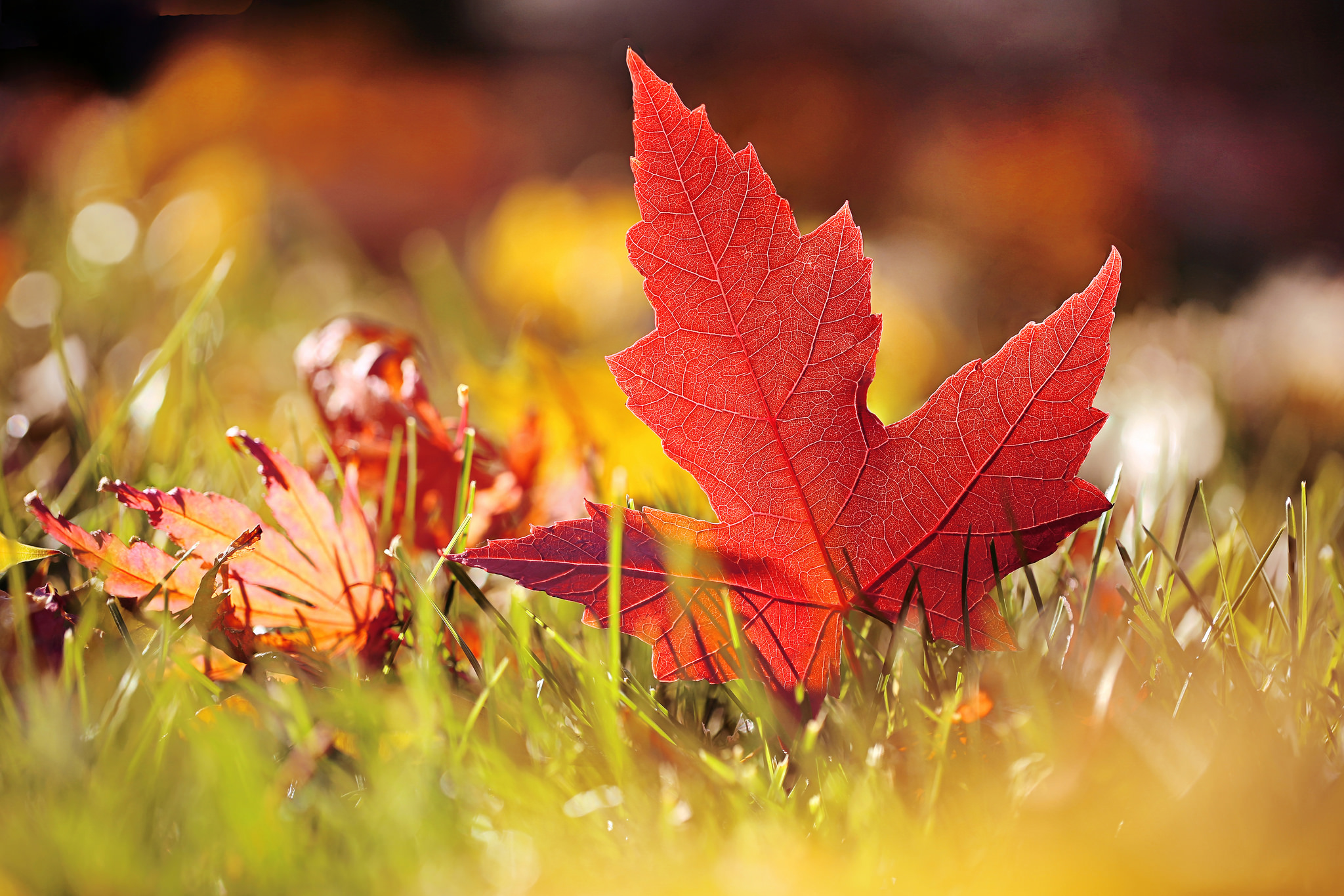 Download mobile wallpaper Nature, Grass, Macro, Blur, Leaf, Earth, Maple Leaf for free.