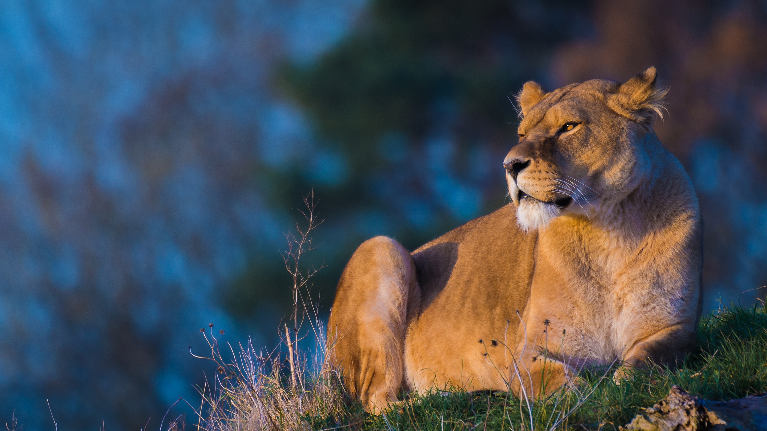 Laden Sie das Tiere, Katzen, Löwe-Bild kostenlos auf Ihren PC-Desktop herunter