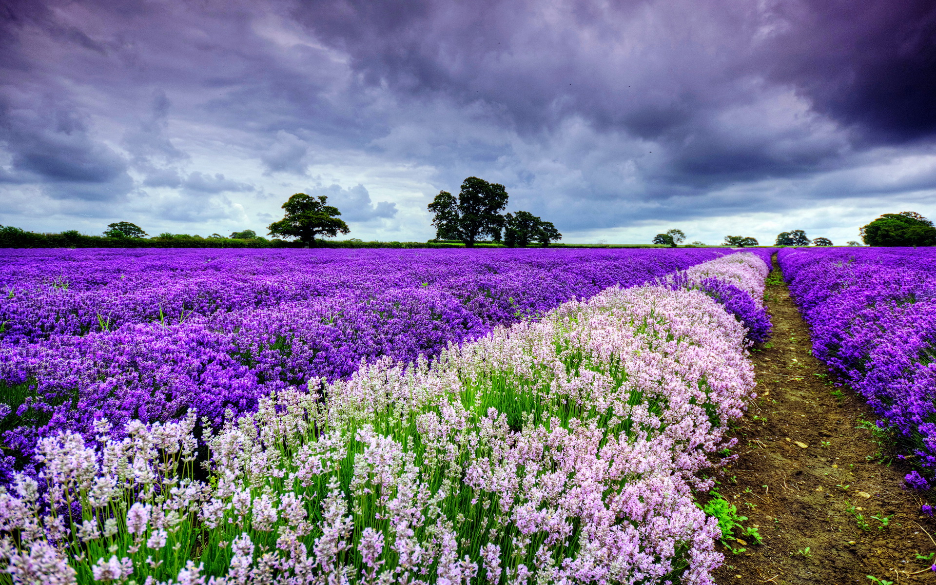 Téléchargez gratuitement l'image Fleur, Terre/nature sur le bureau de votre PC