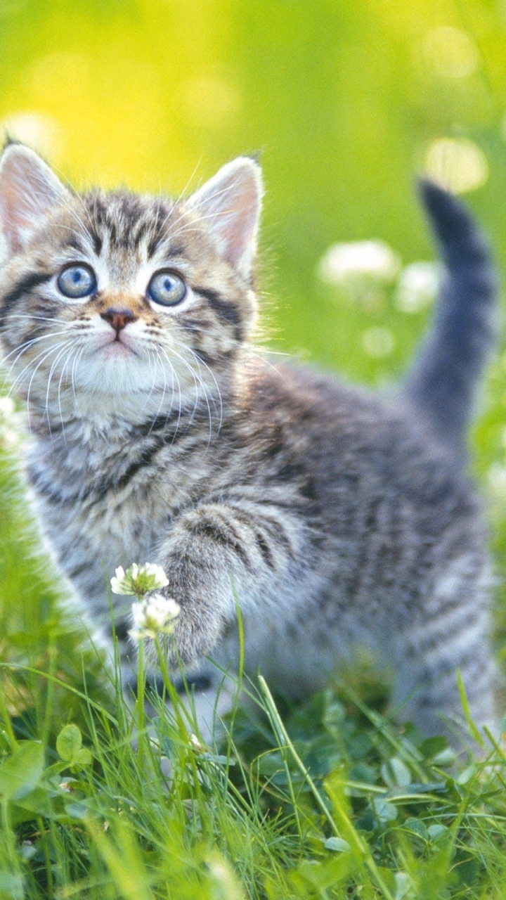 Download mobile wallpaper Cats, Cat, Kitten, Animal for free.