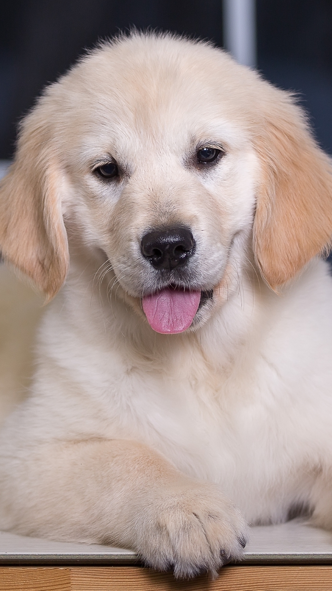 Download mobile wallpaper Dogs, Dog, Muzzle, Animal, Puppy, Golden Retriever, Baby Animal for free.