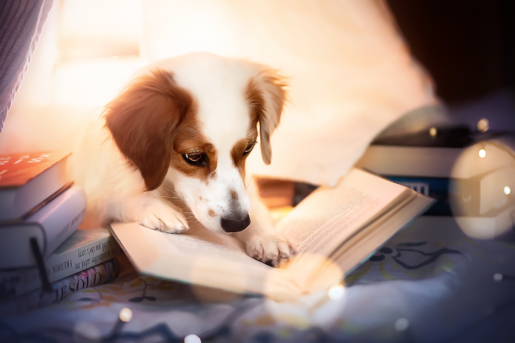 Handy-Wallpaper Tiere, Hunde, Hund, Buch kostenlos herunterladen.