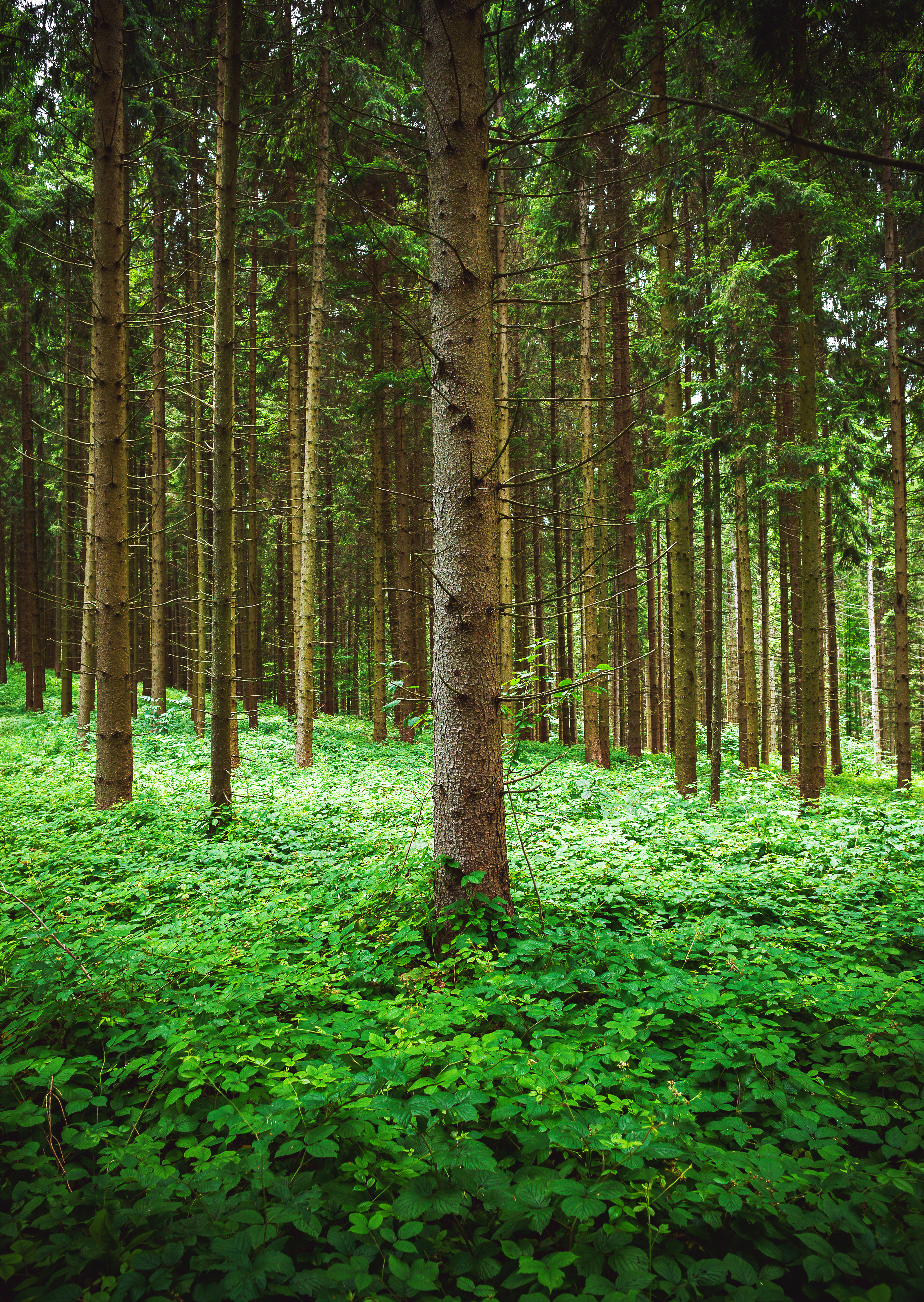 PCデスクトップに自然, 木, 草, 松, 森林, 森画像を無料でダウンロード