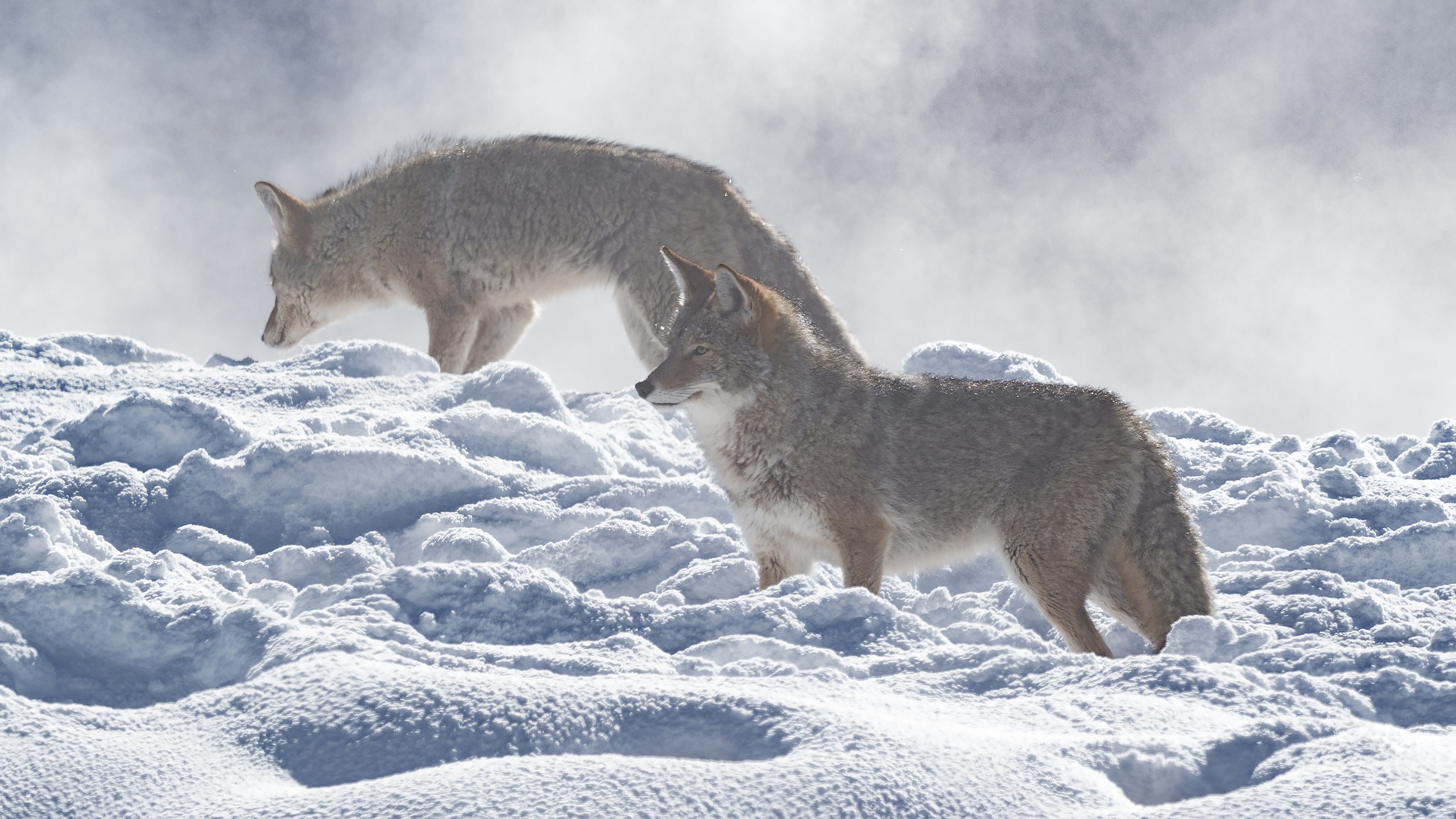 973430 Hintergrundbild herunterladen tiere, koyote, schnee, winter - Bildschirmschoner und Bilder kostenlos