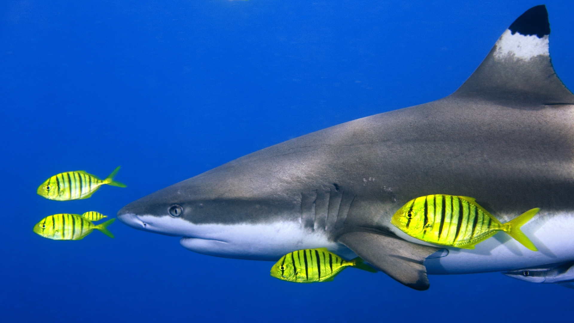 Téléchargez gratuitement l'image Animaux, Requin, Les Requins sur le bureau de votre PC