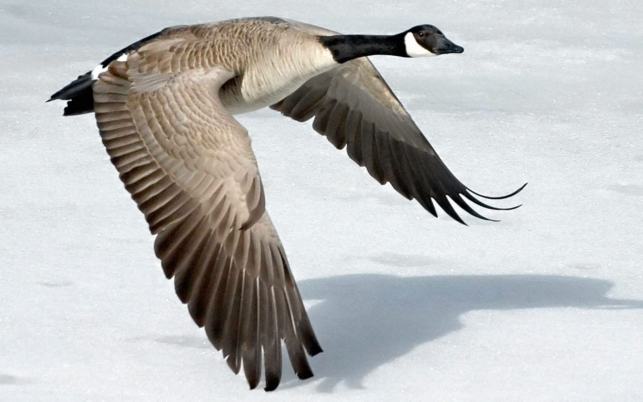 animal, canada goose, goose