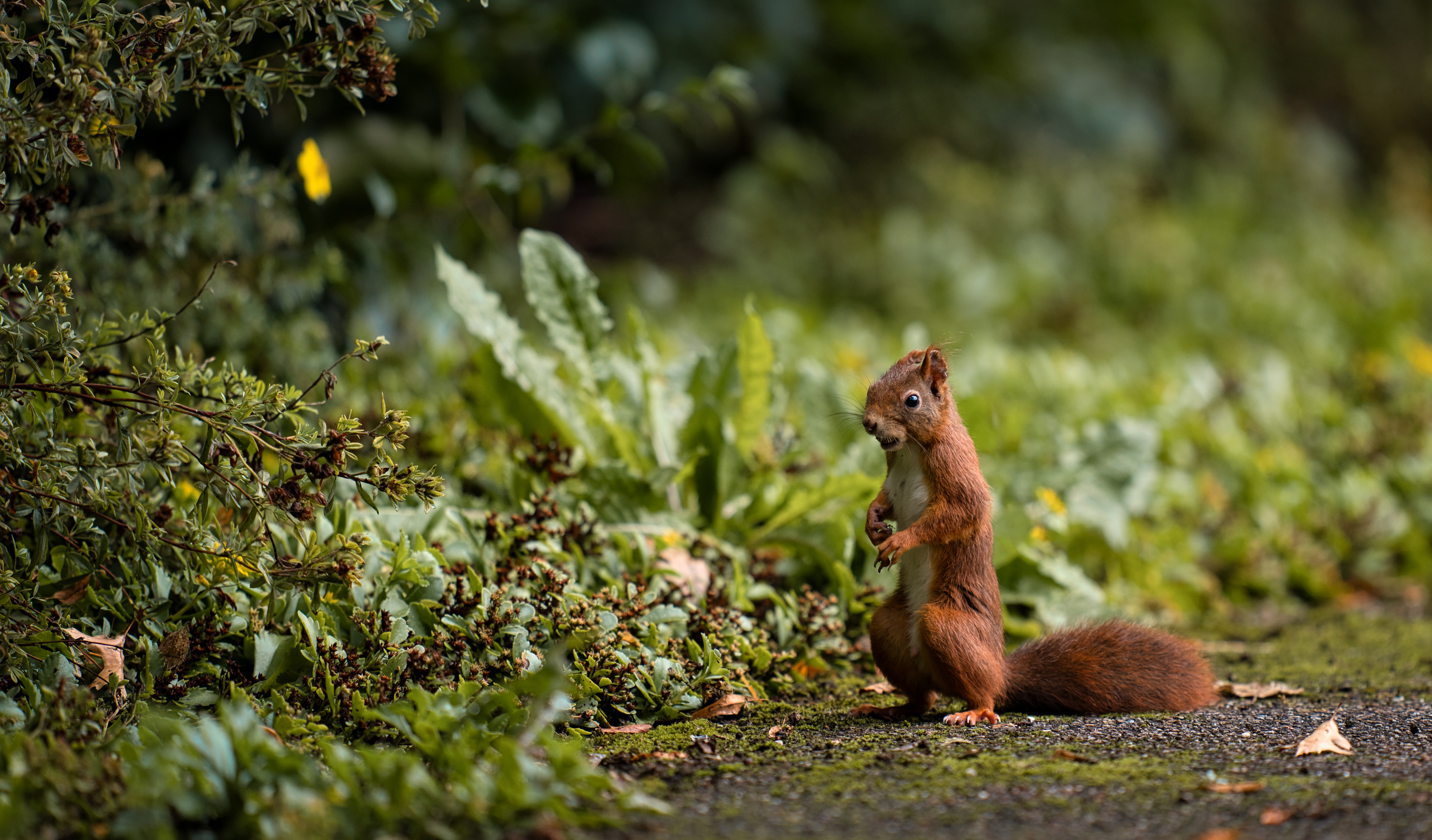 Free download wallpaper Squirrel, Animal, Rodent on your PC desktop