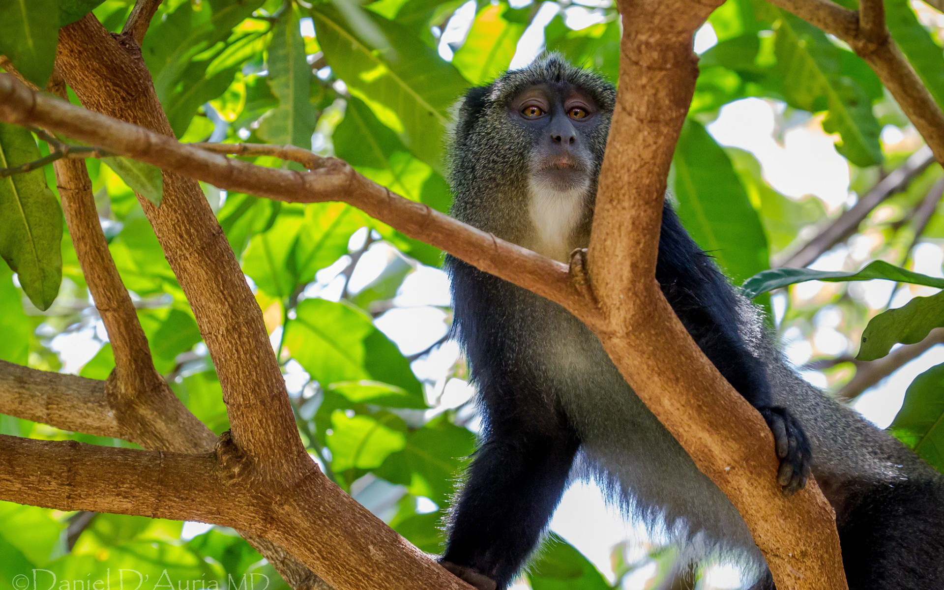 Baixe gratuitamente a imagem Animais, Macacos, Macaco na área de trabalho do seu PC