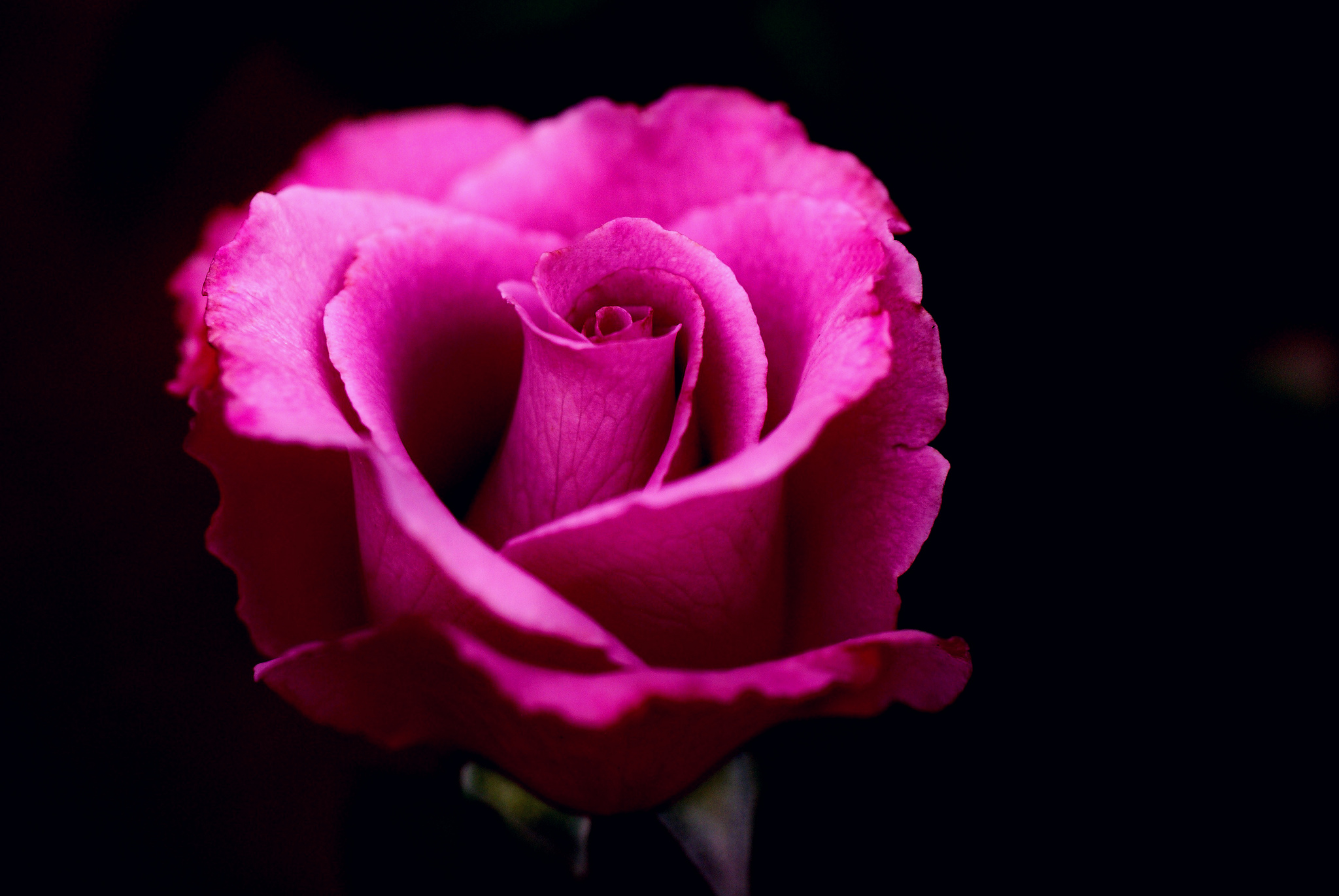 Скачати мобільні шпалери Квітка, Роза, Земля, Впритул, Рожева Квітка, Рожева Троянда, Флауерзи безкоштовно.