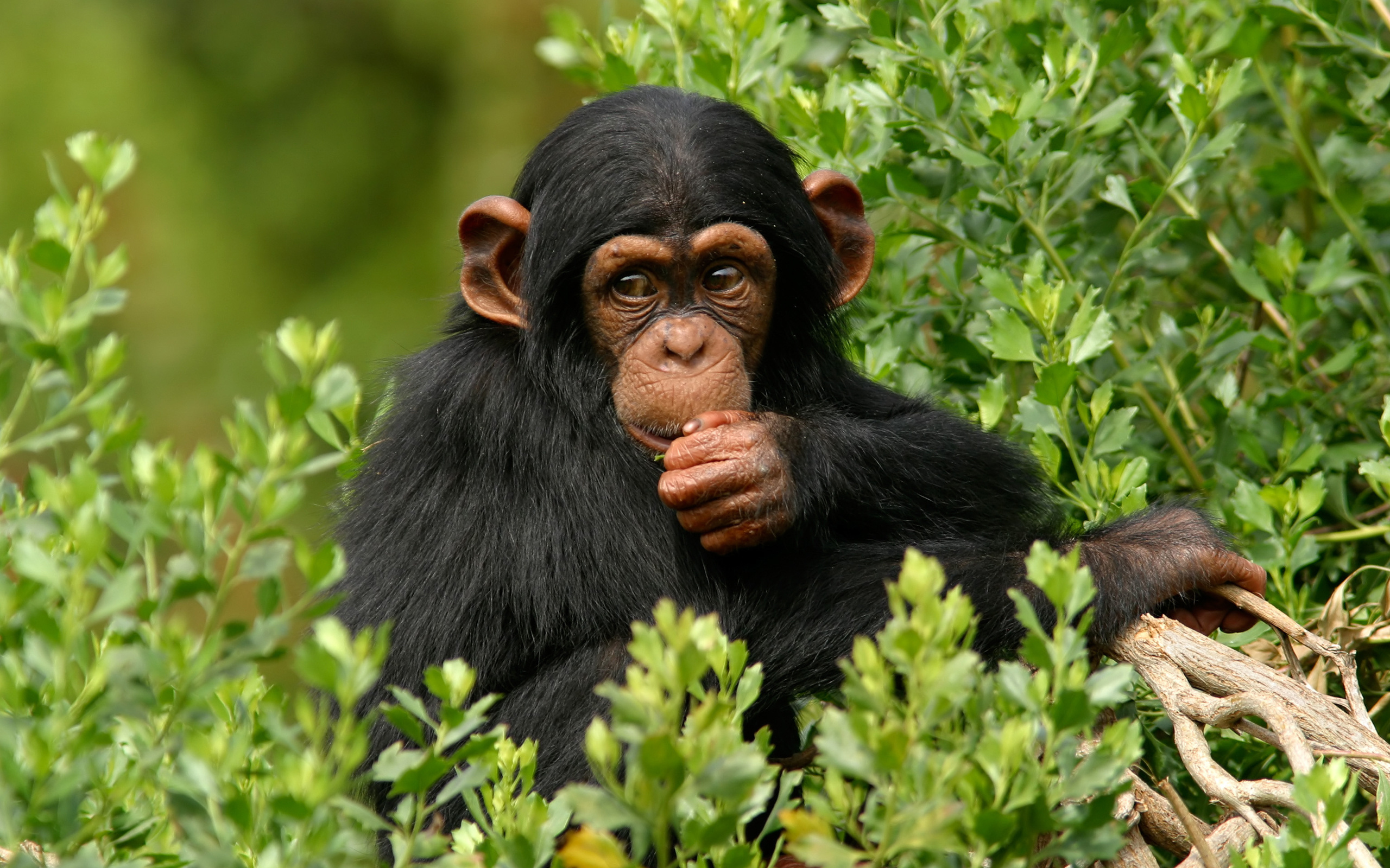 275389 скачать обои шимпанзе, обезьяны, животные - заставки и картинки бесплатно