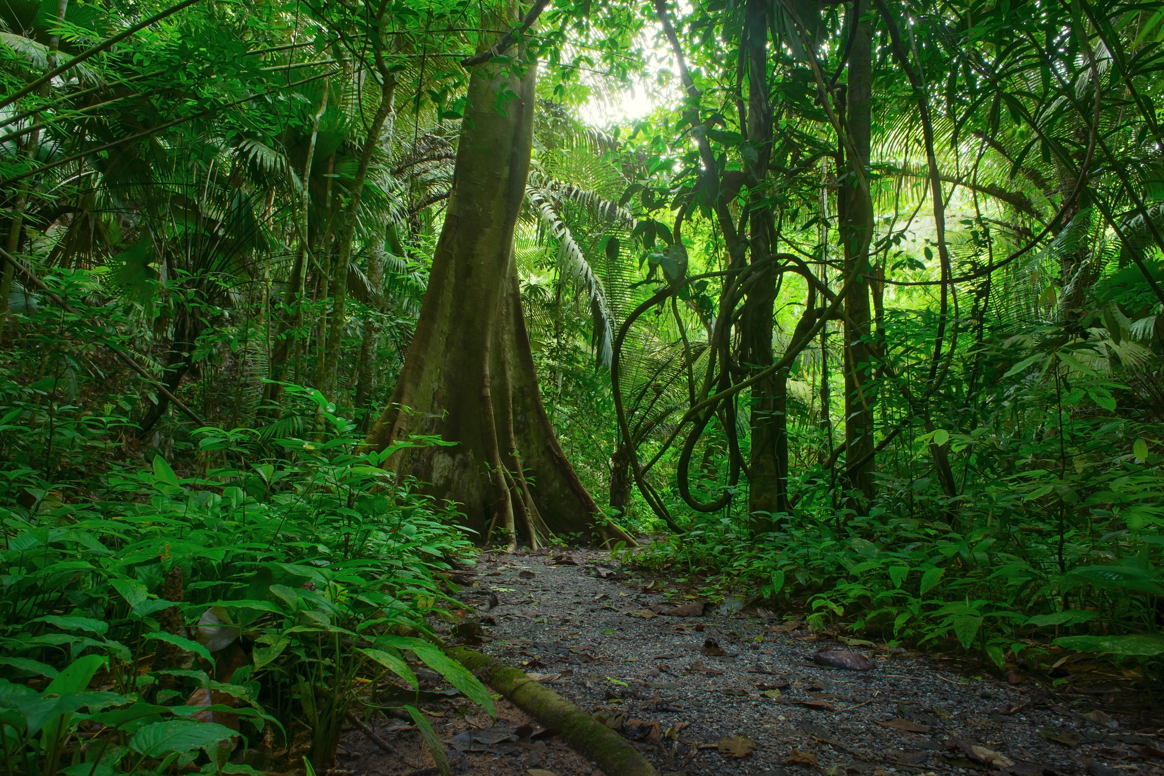 nature, jungle, earth, forest, greenery, path, tree