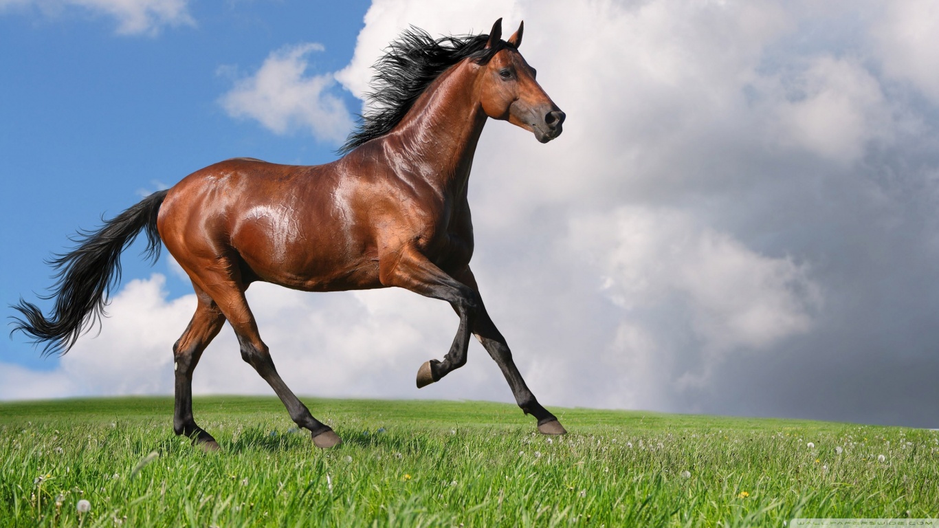 無料モバイル壁紙動物, 馬をダウンロードします。