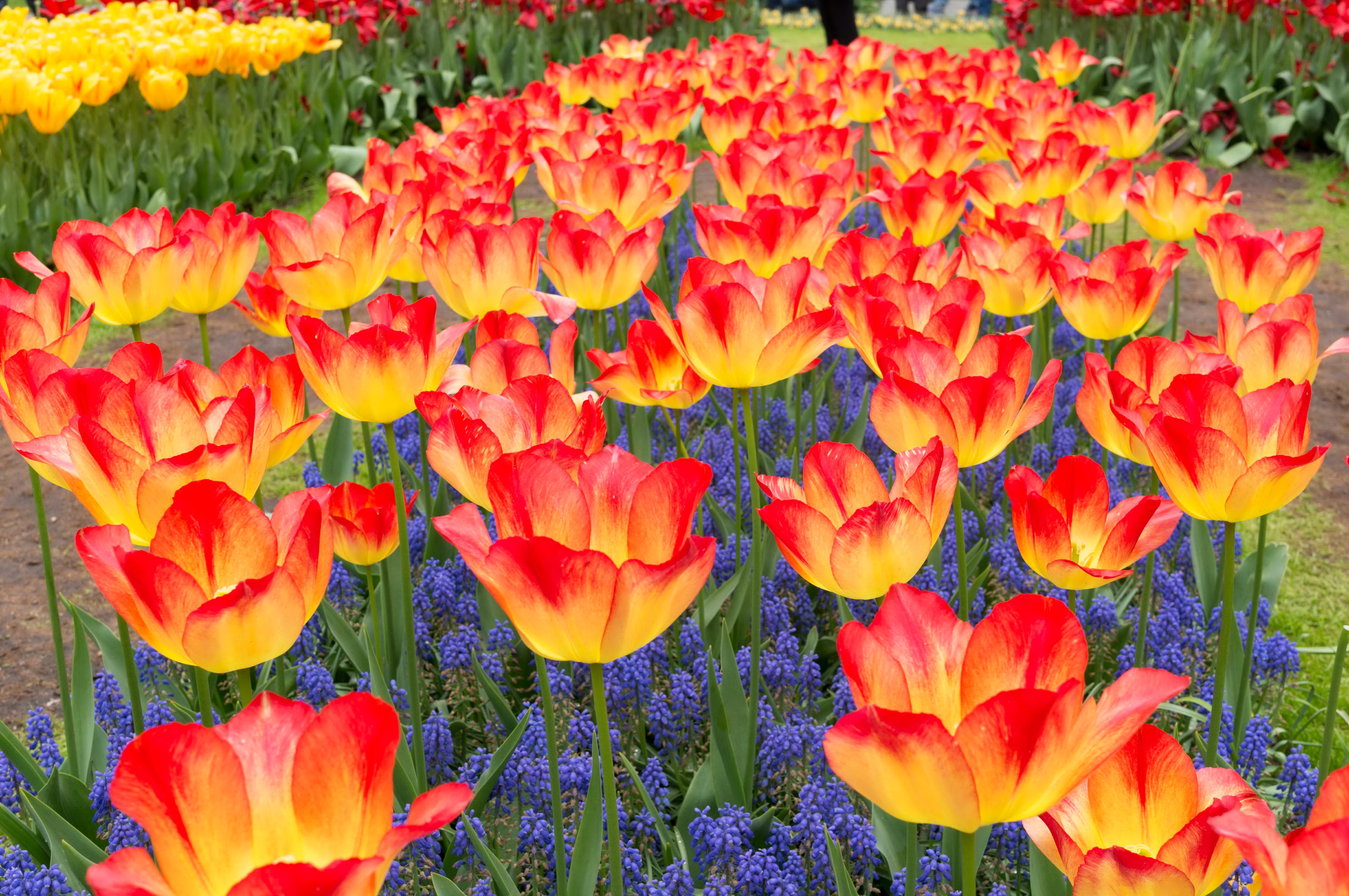 Download mobile wallpaper Flower, Park, Garden, Spring, Tulip, Man Made for free.
