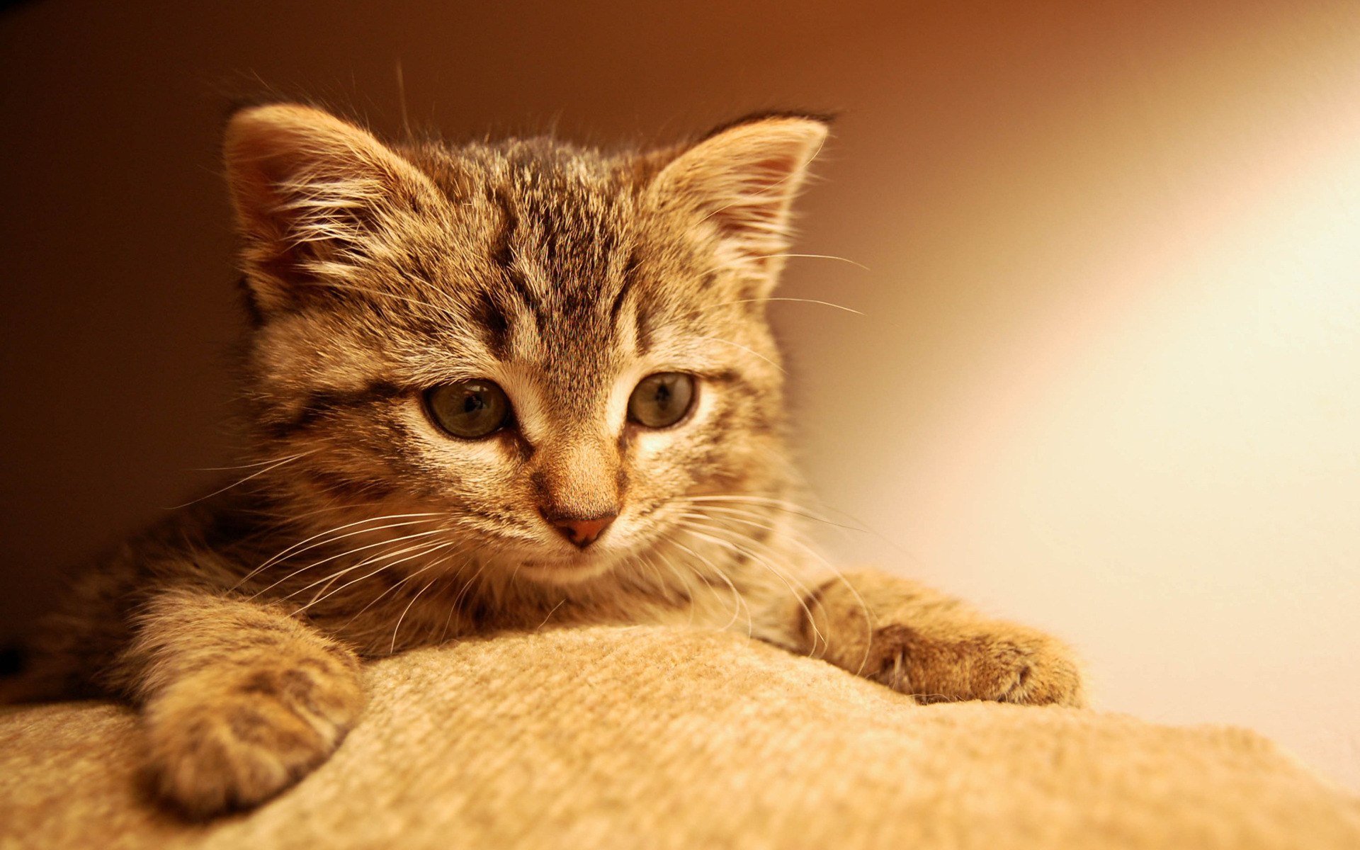 Free download wallpaper Cat, Cats, Animal on your PC desktop