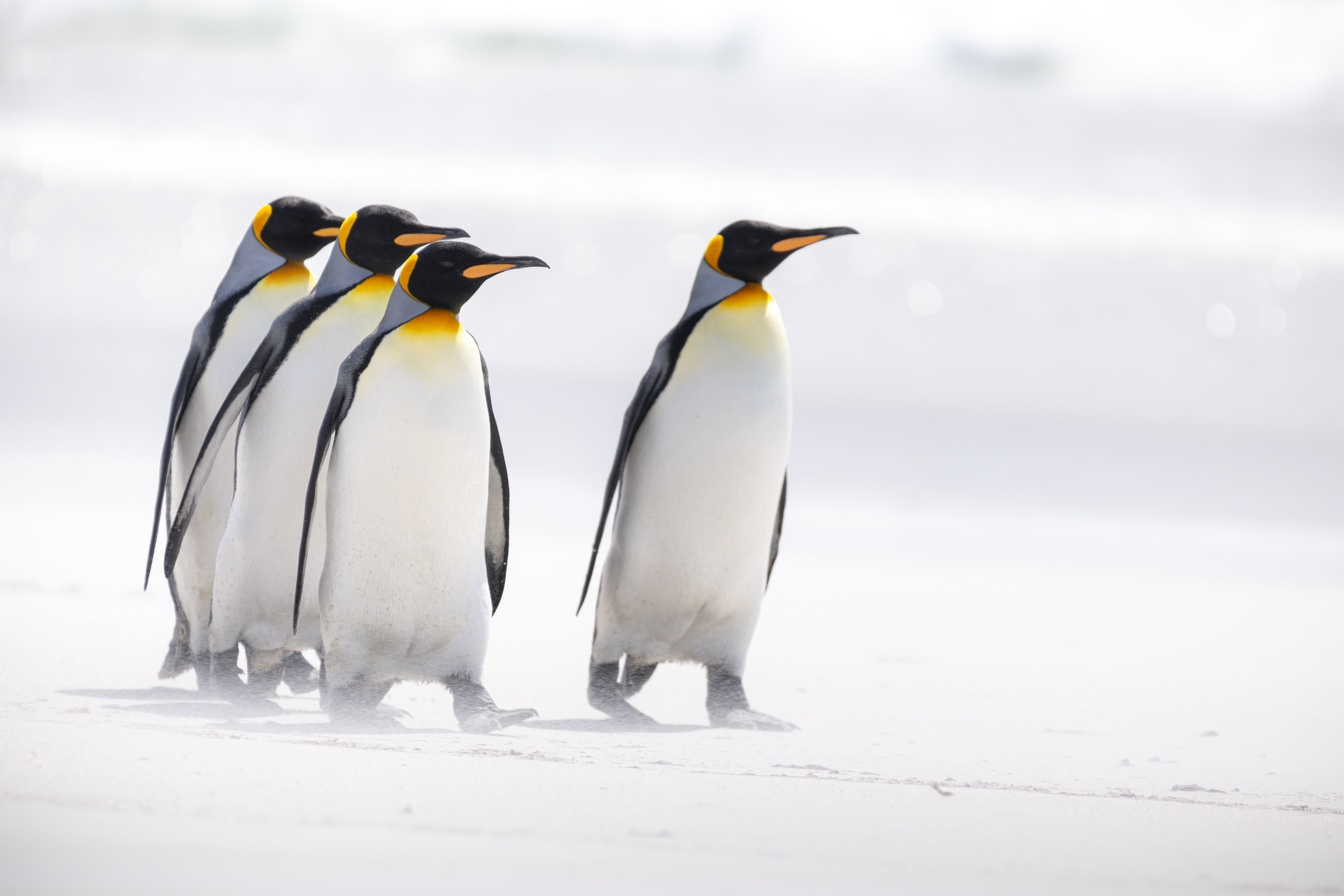 Full HD Wallpaper birds, pinguins, animals, wildlife, arctic, king penguins