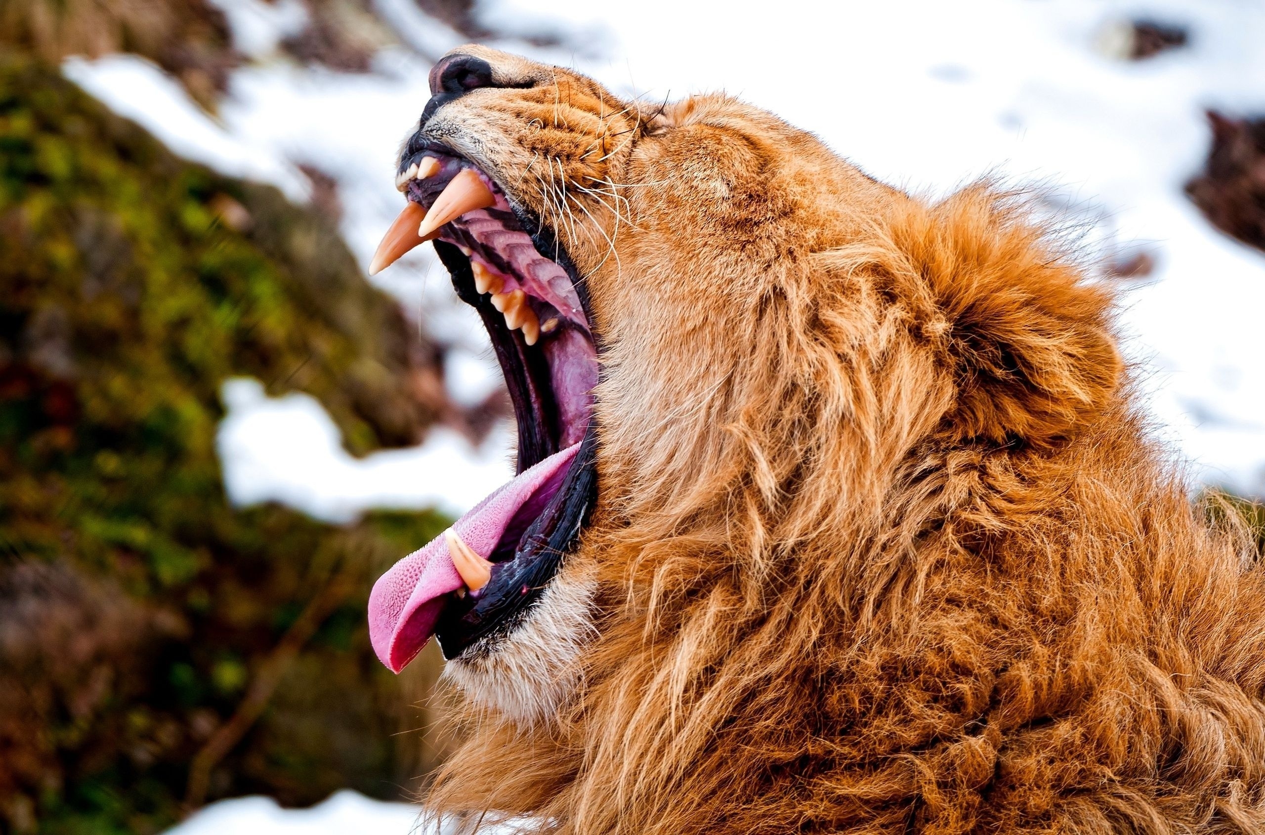 muzzle, animals, snow, aggression, grin, lion, anger HD wallpaper